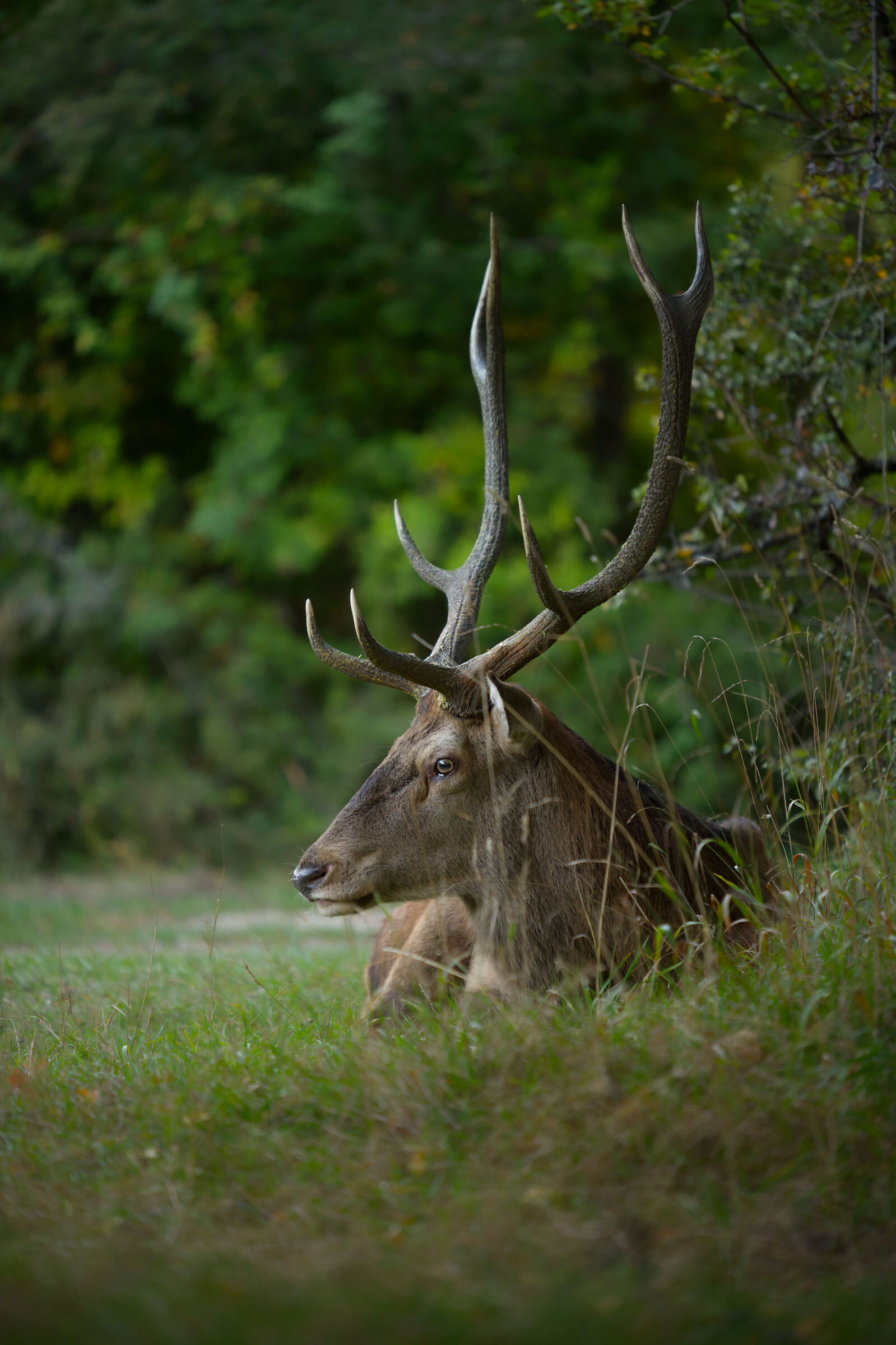 Riposo dello sconfitto