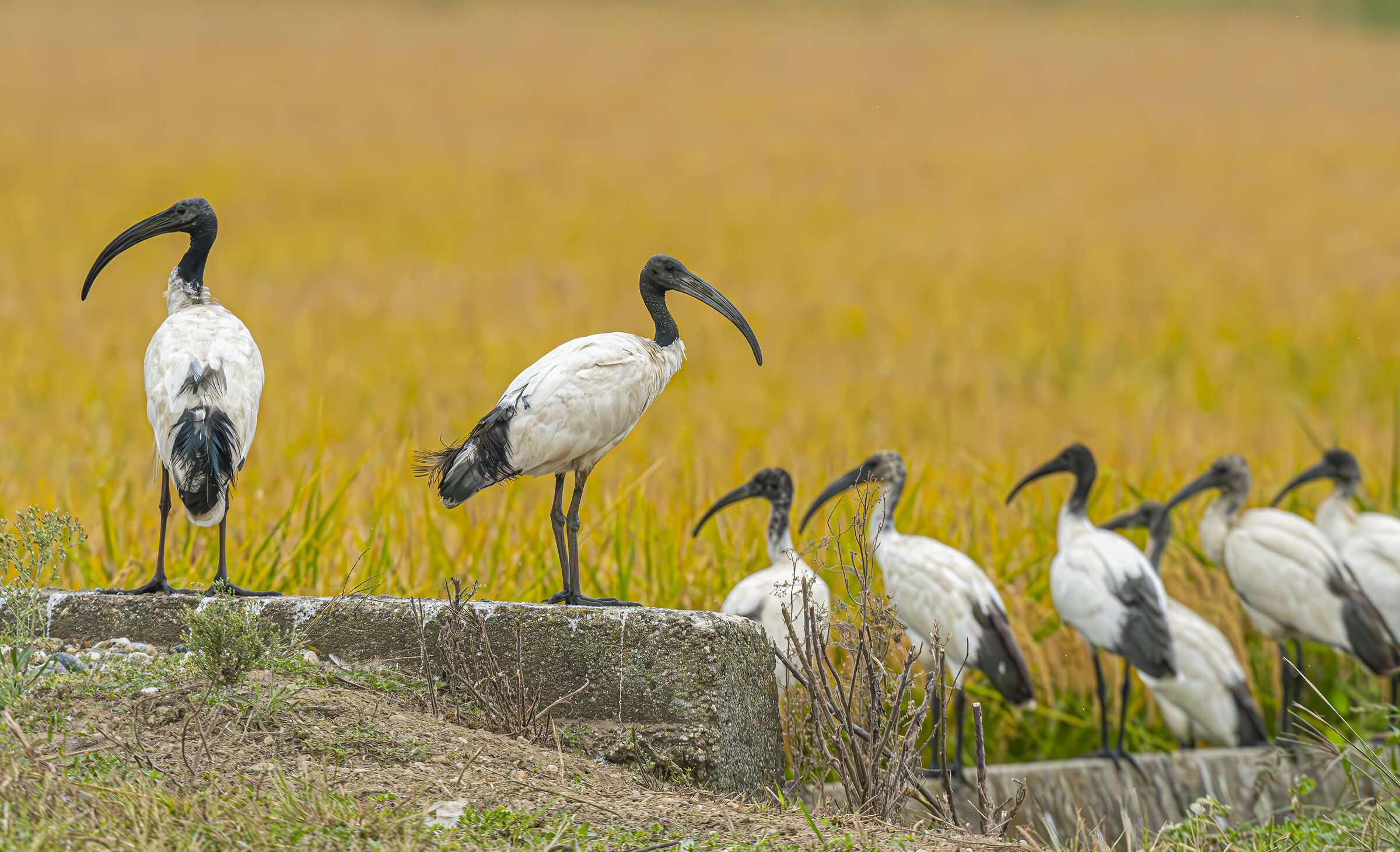 Sometimes they come back