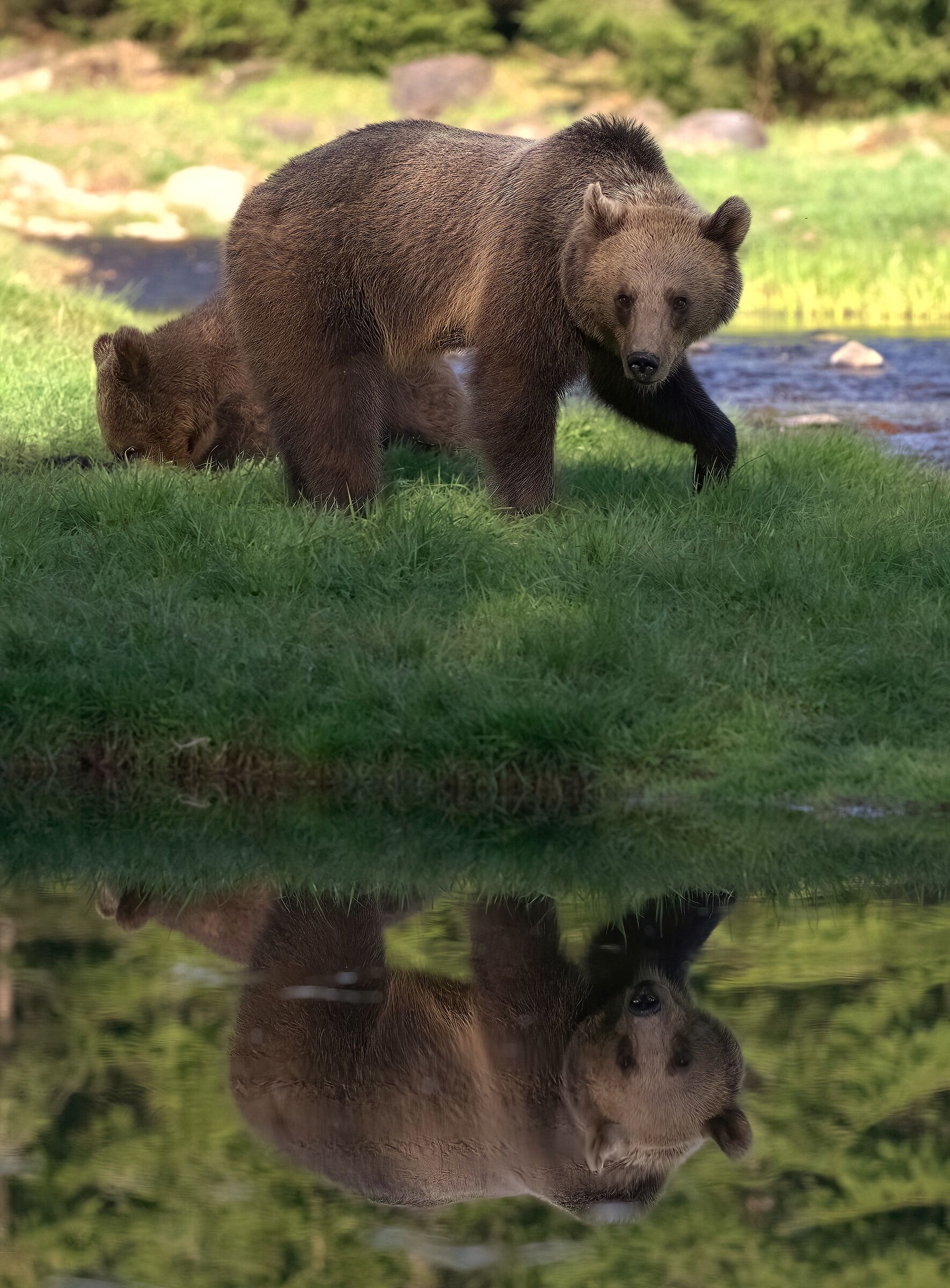 Bear in the mirror