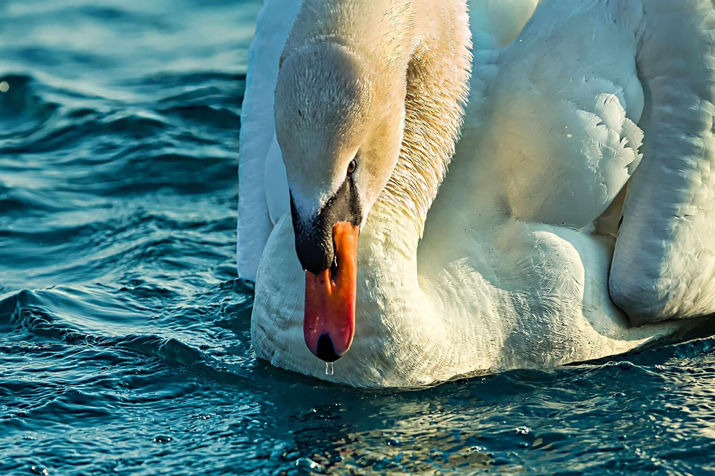 The mute swan