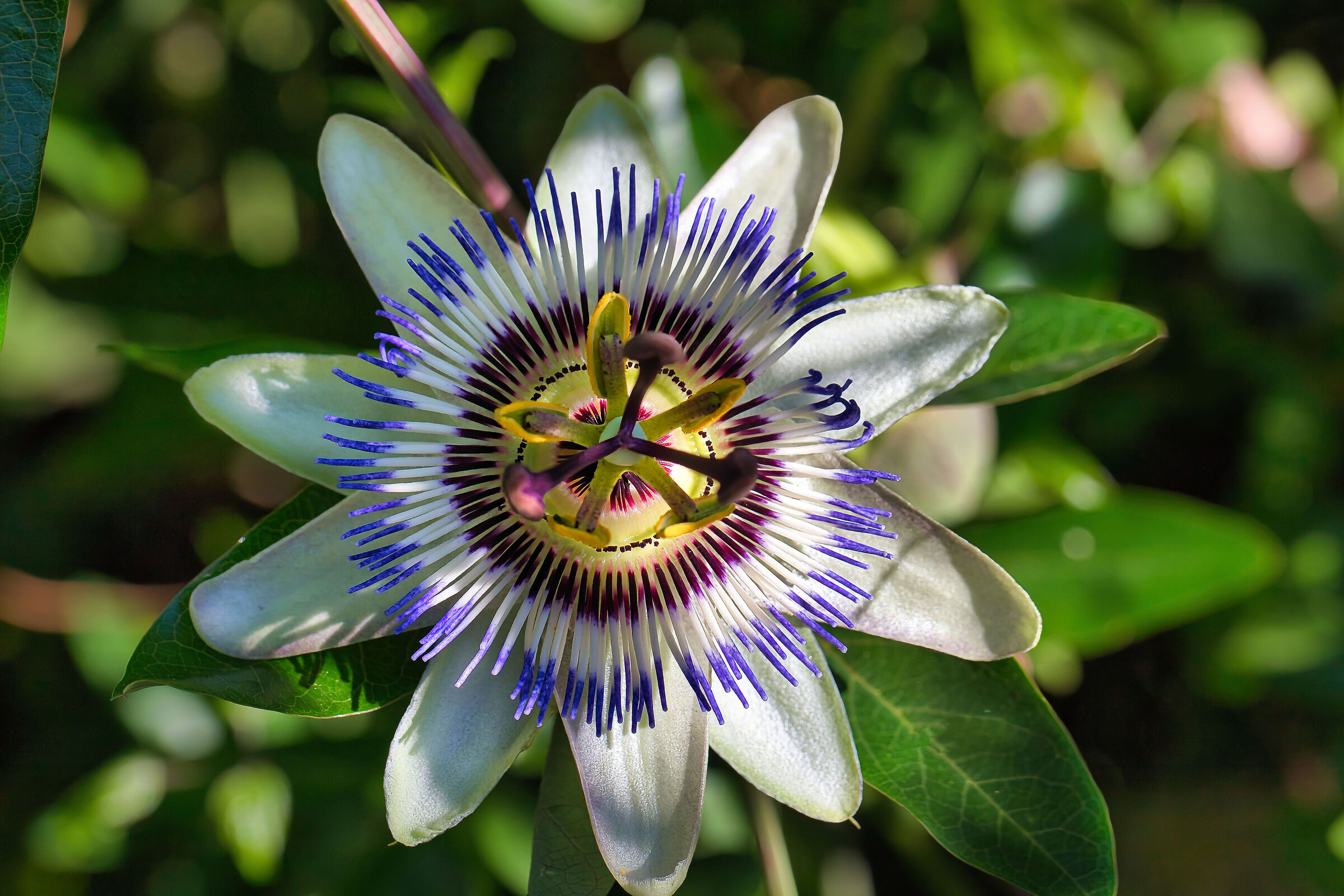 Passionflower