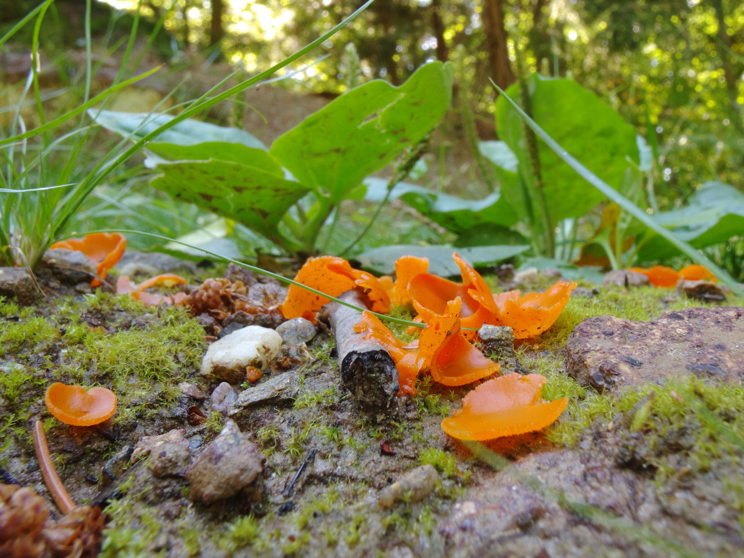 Orange mushrooms
