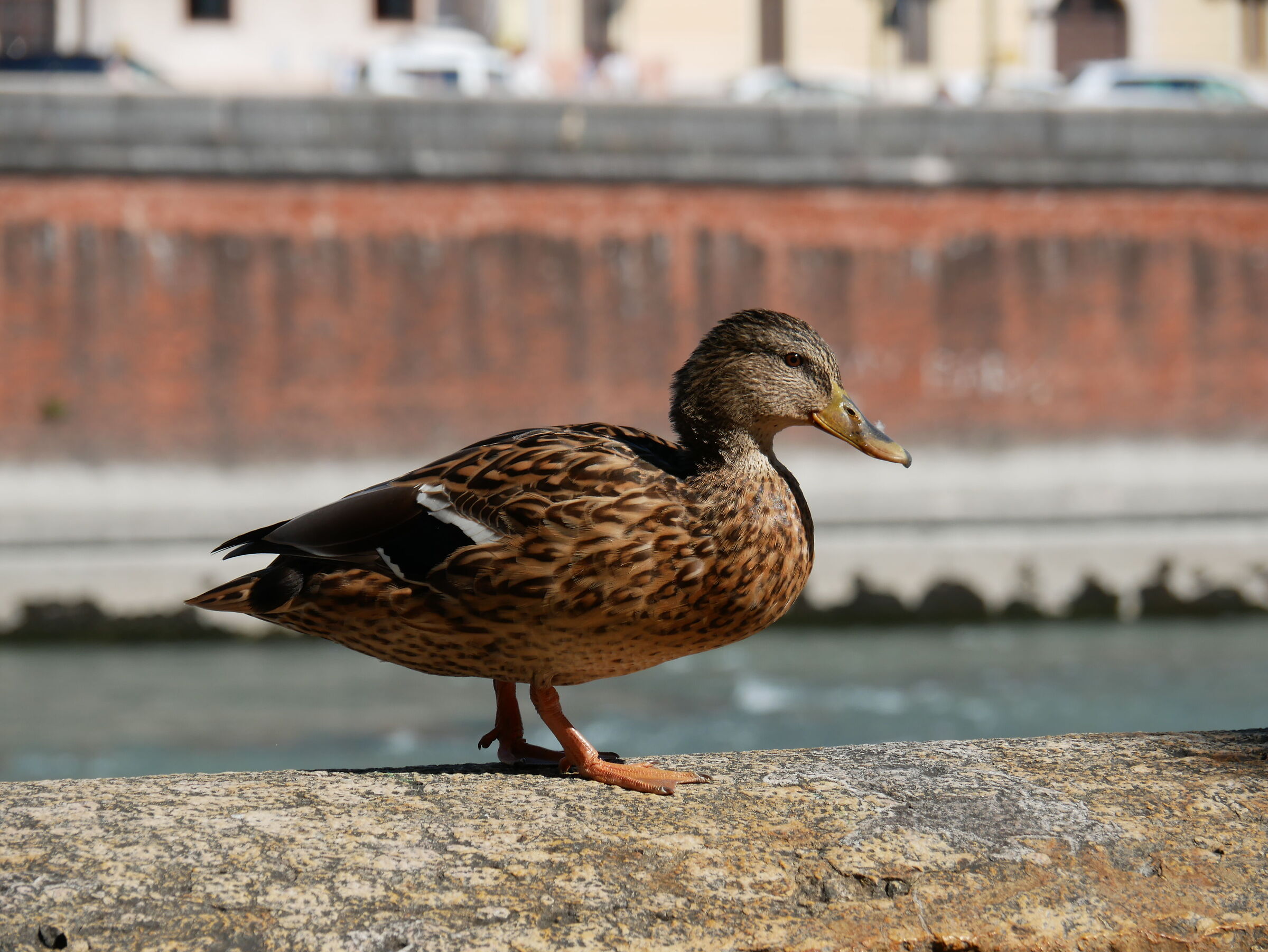 Femmina di germano reale