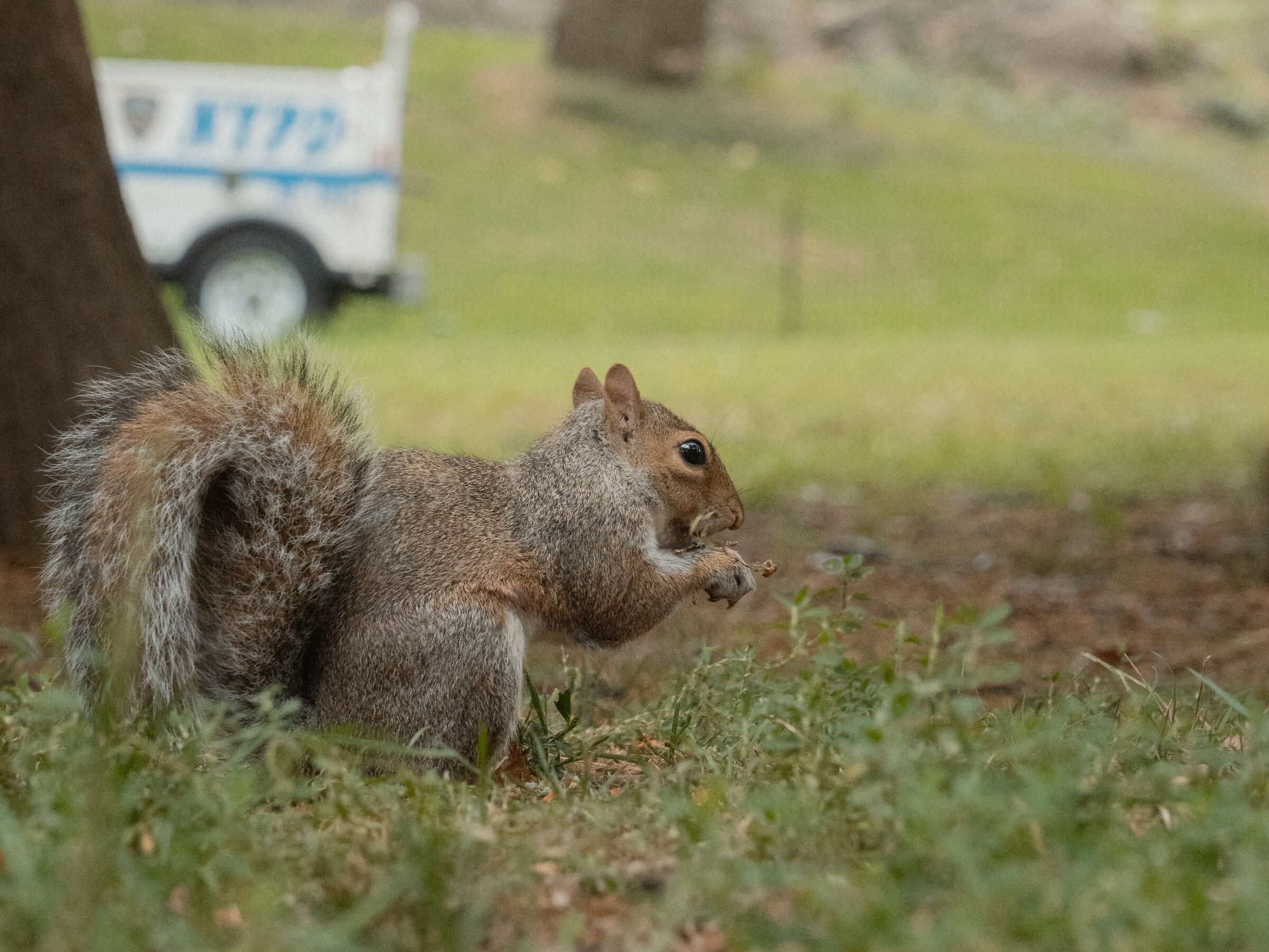 Squirrel in Central Park