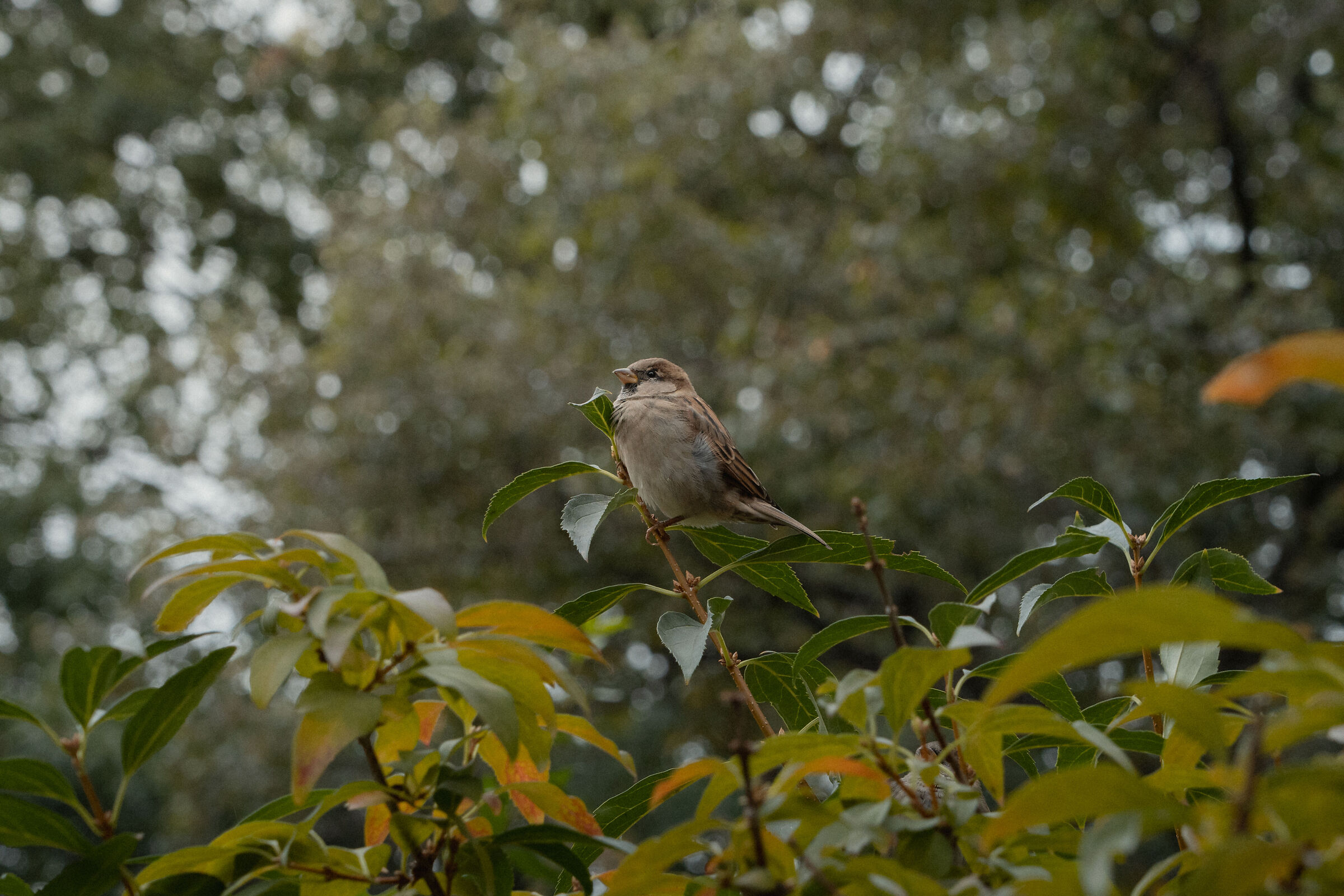 A little singer in the leaves of Central Park