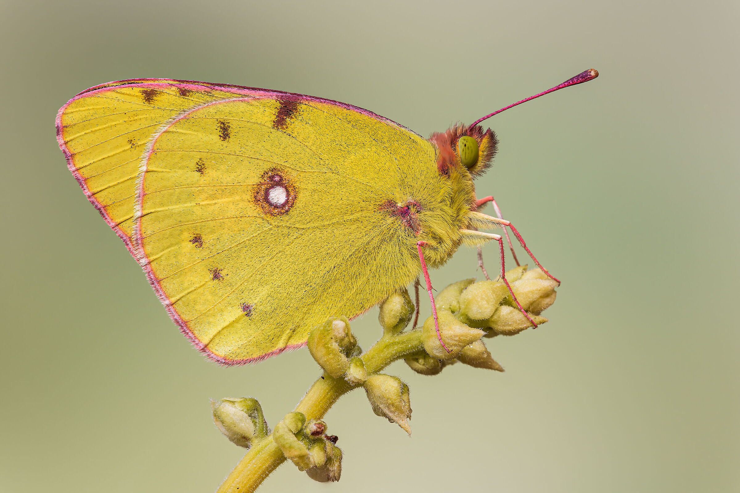 Colias crocea
