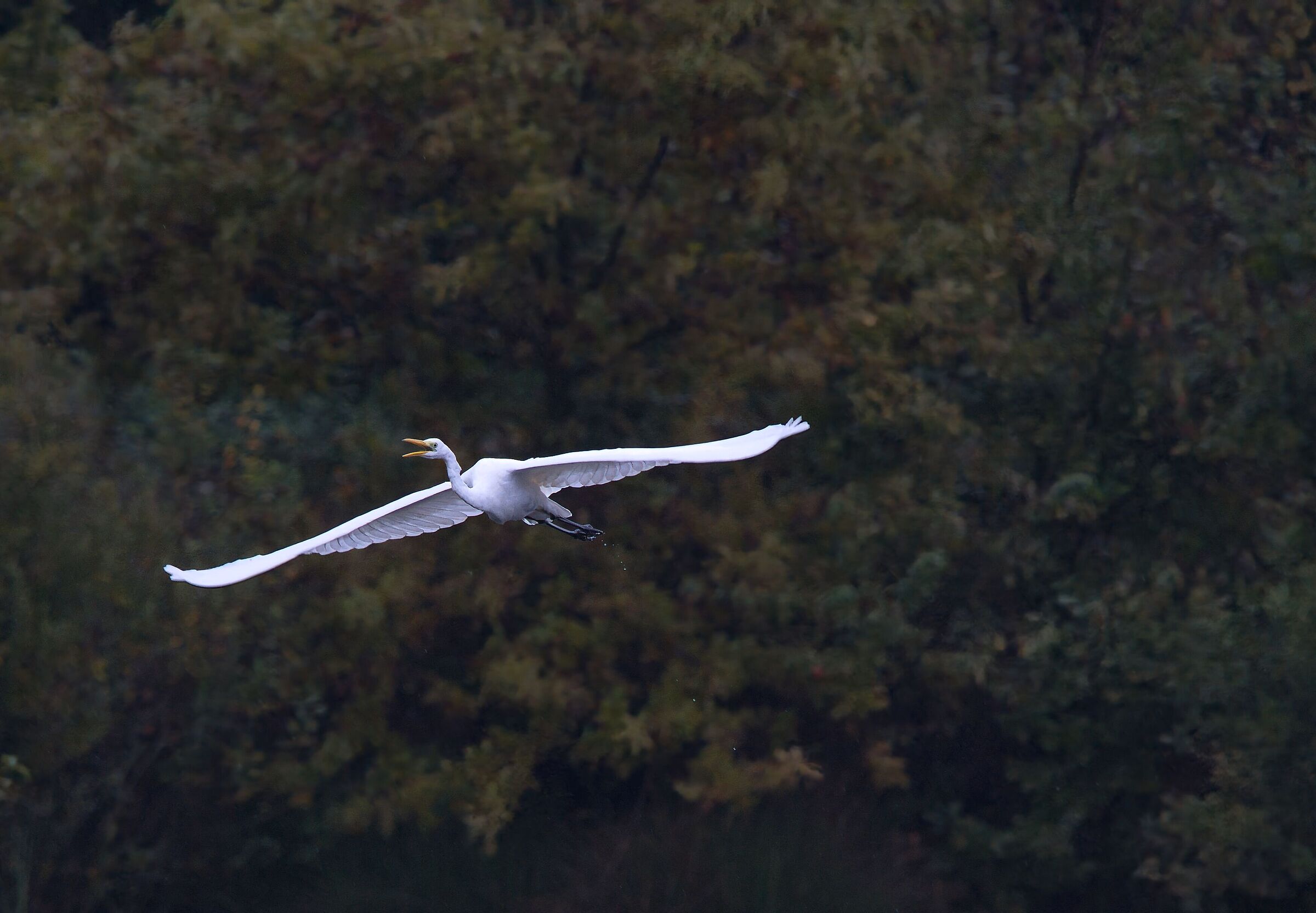 Airone bianco in volo