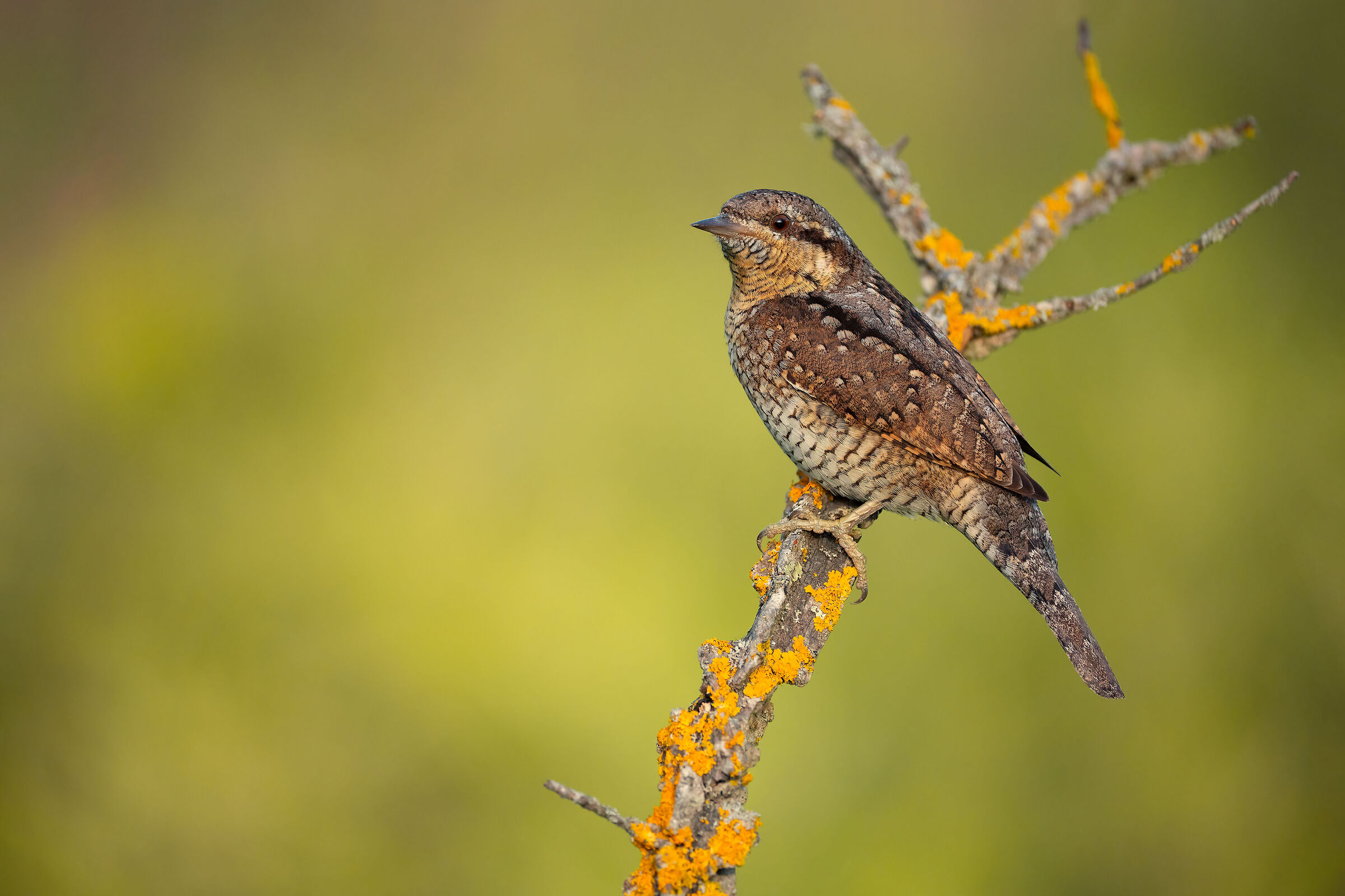 wryneck