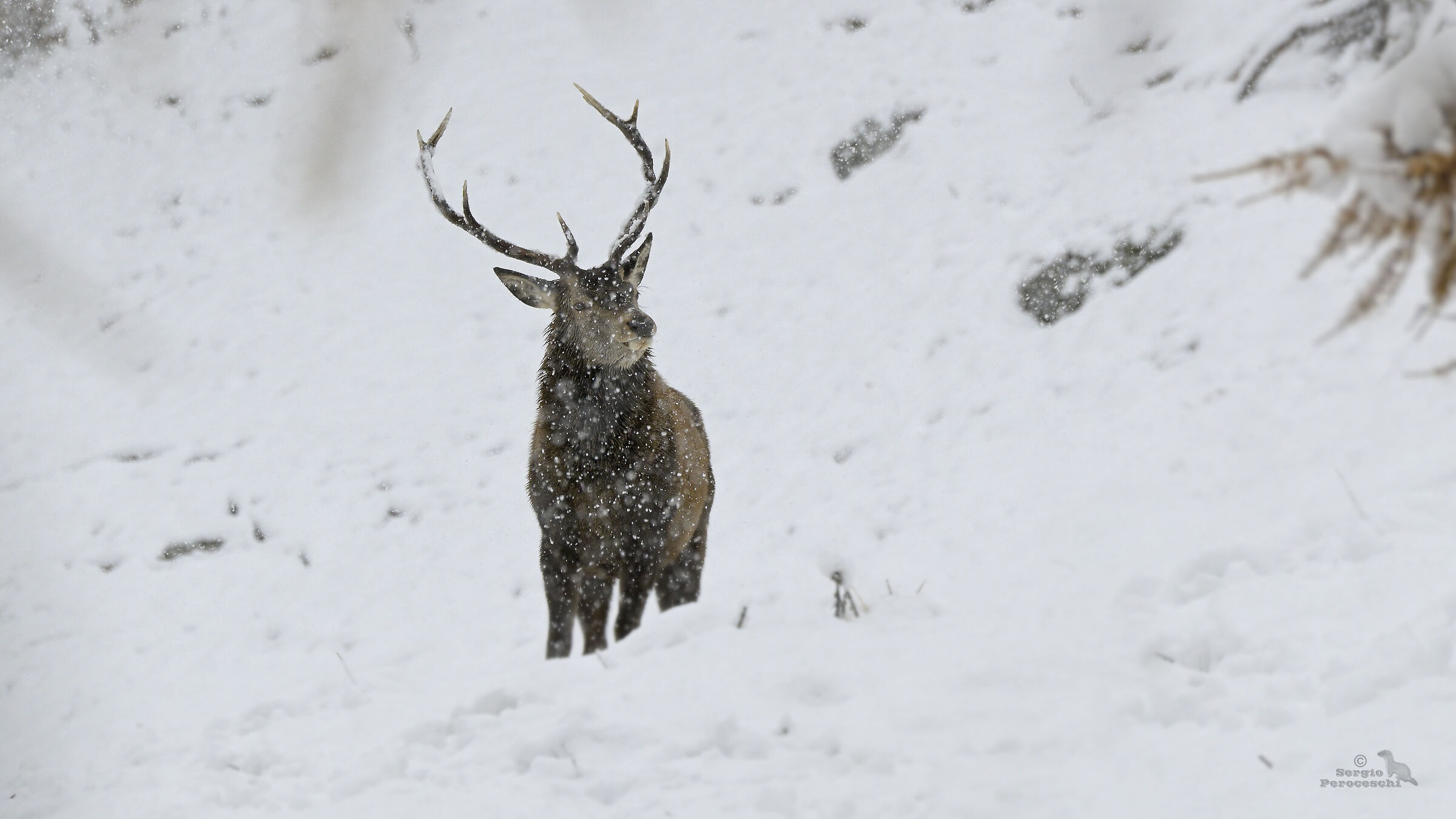 Deer under heavy snowfall