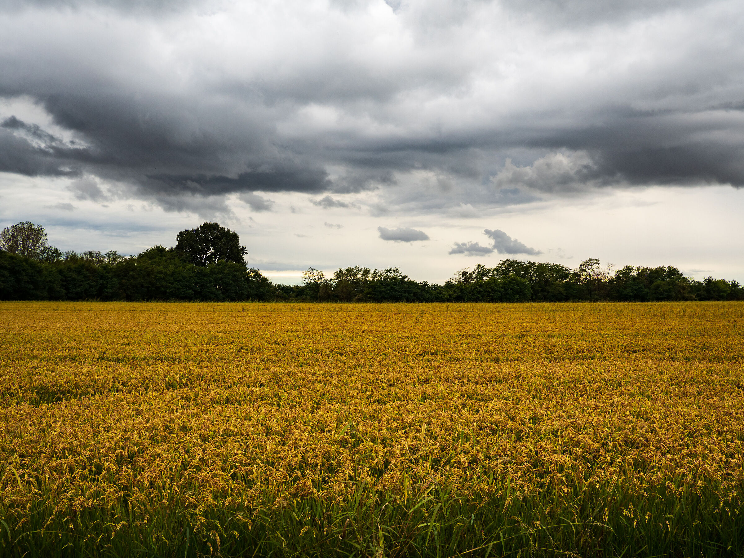 Storm clouds over ripe rice
