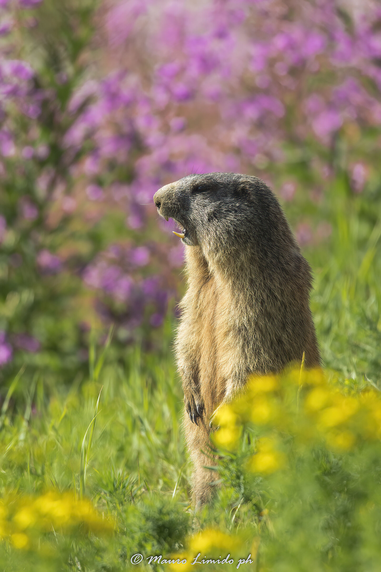 Marmotta