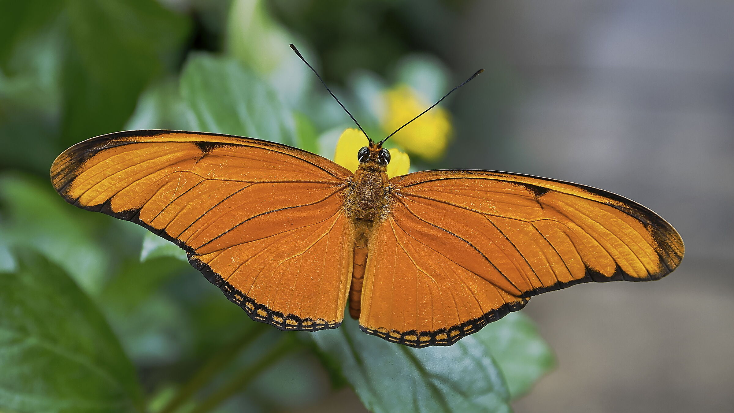 Dryas iulia