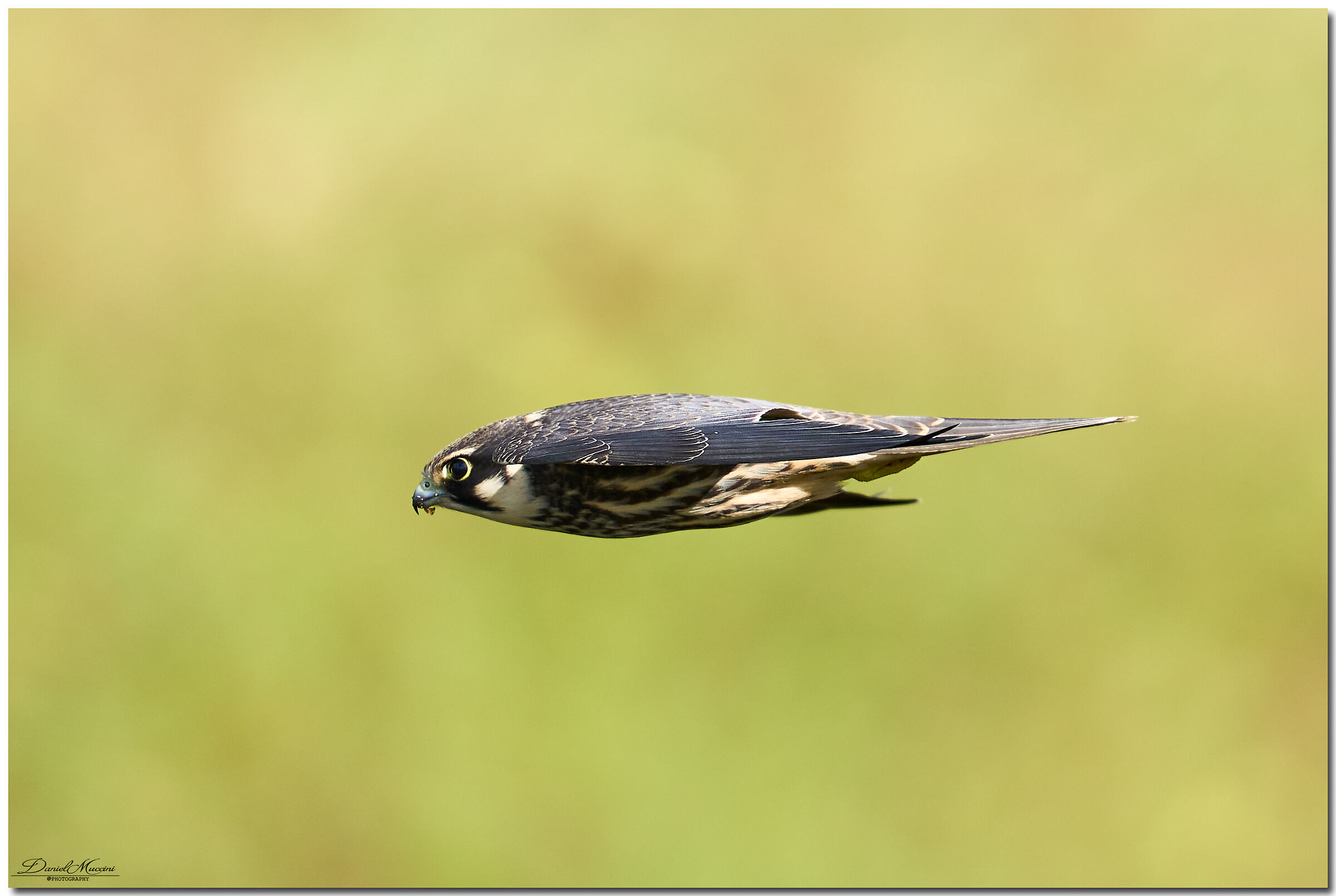 Bomber style flight B 2 Spirit