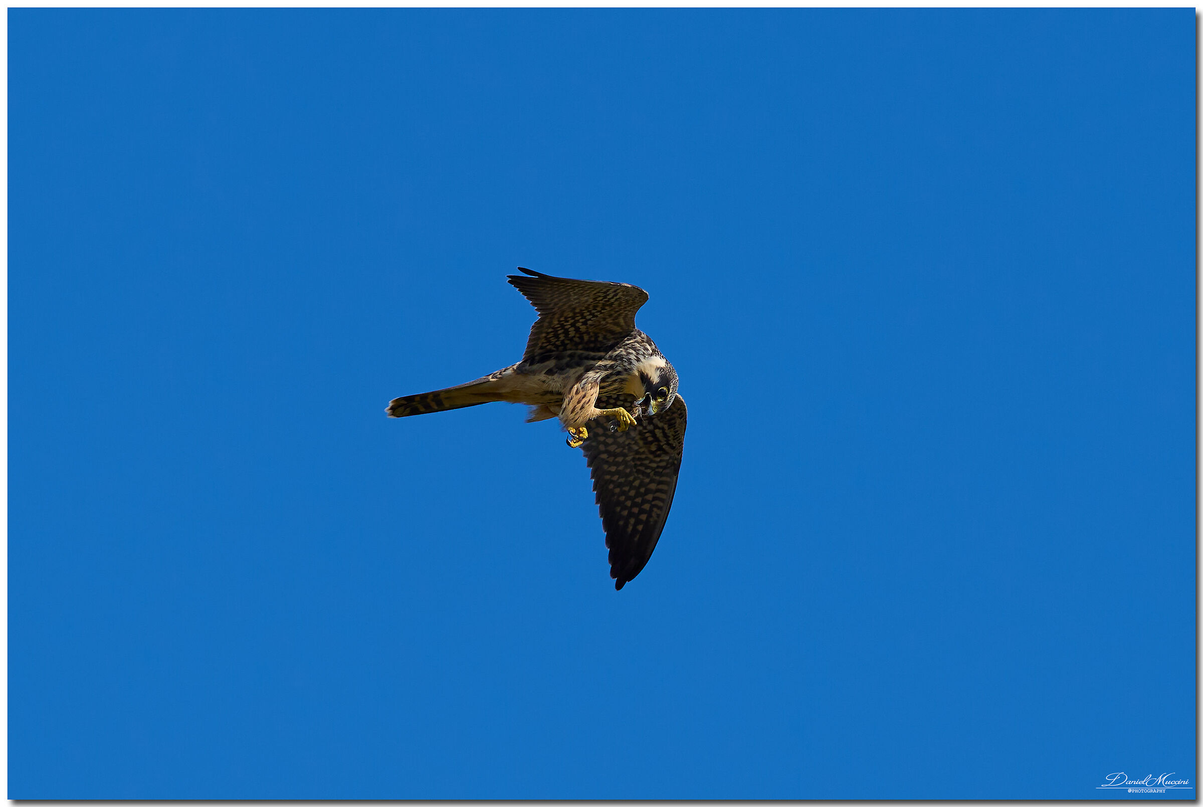 Munching the Dragonfly