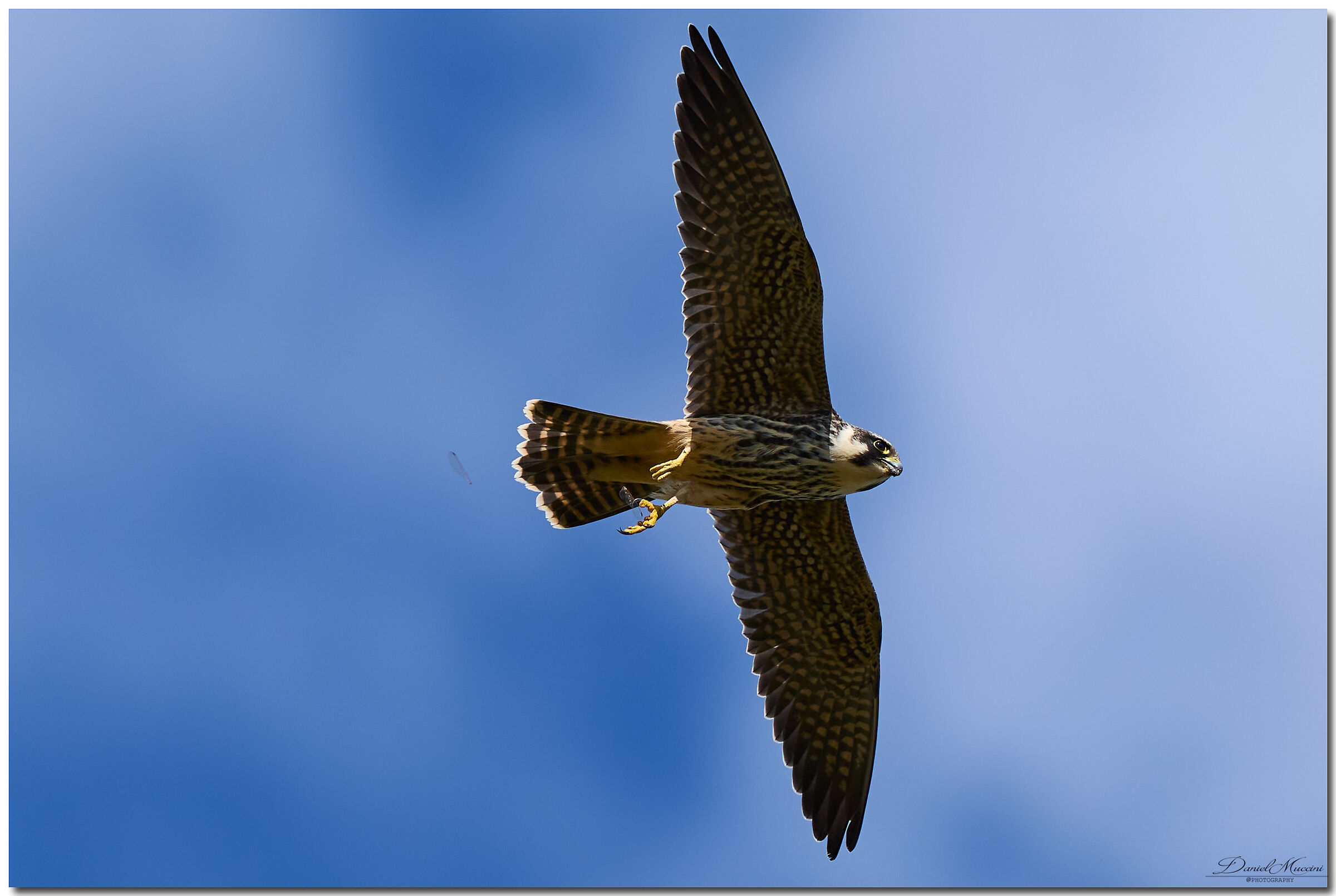 Wings are not welcome