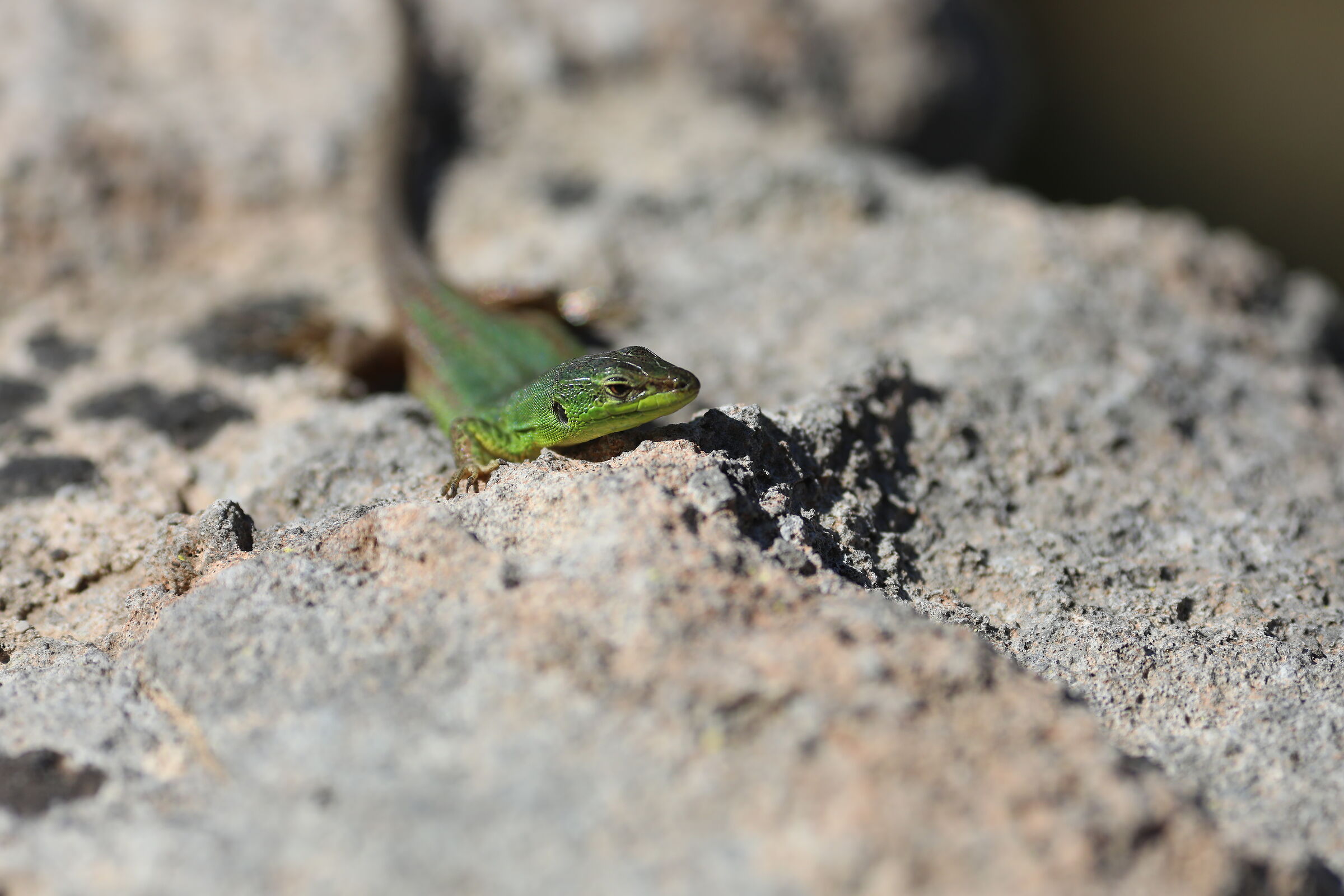 " crop 189 " Canon 5 D IV, 135 F. 2 L usm+ TC 1.4x...