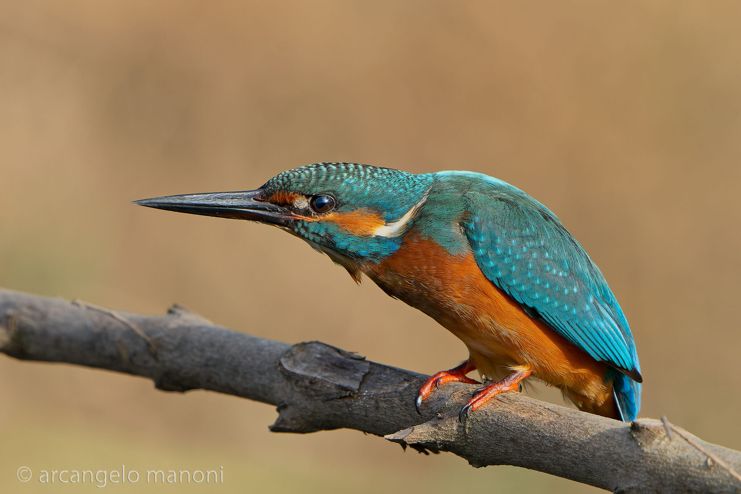 Kingfisher as a Pointing Dog