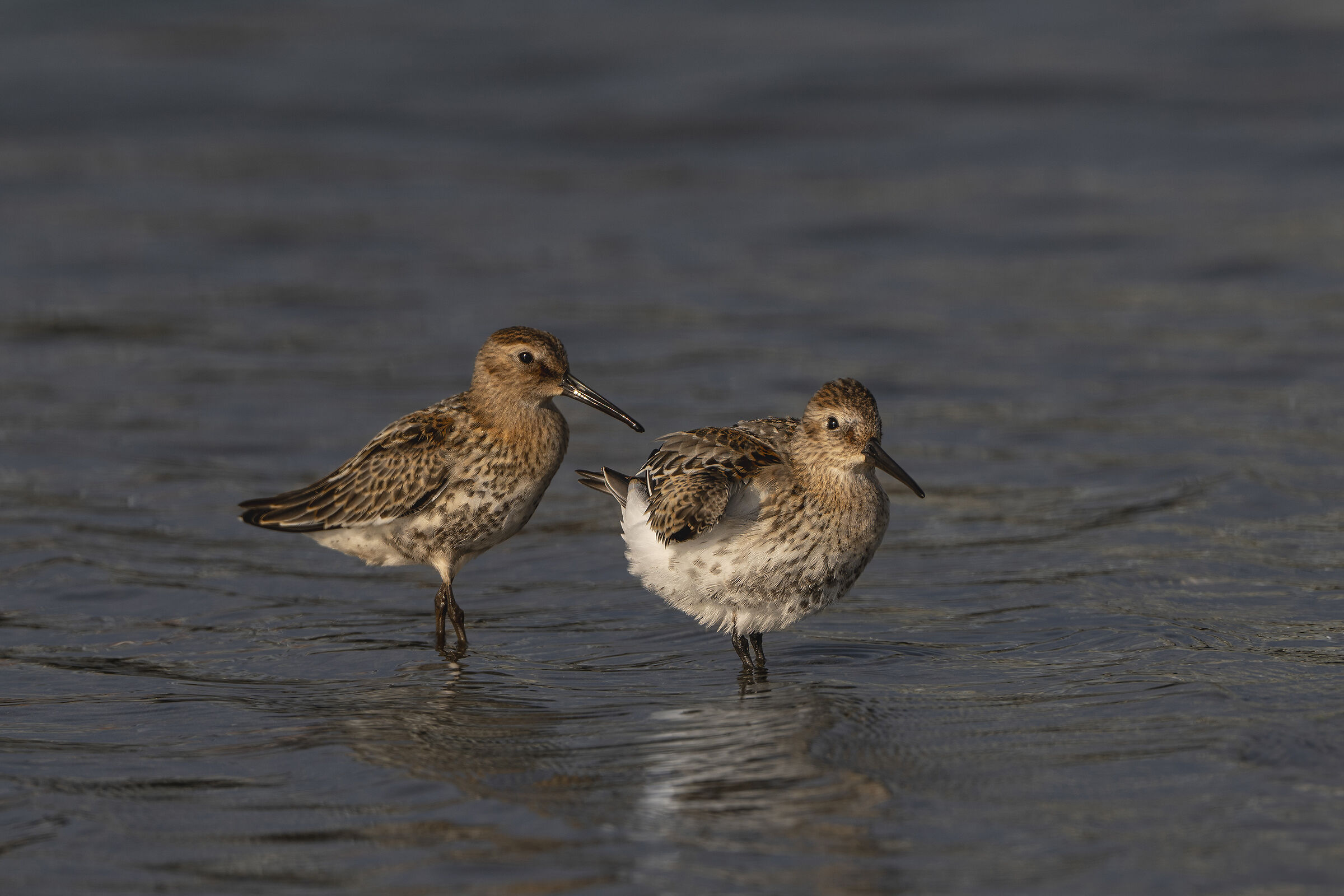 pair of sandpipers belly