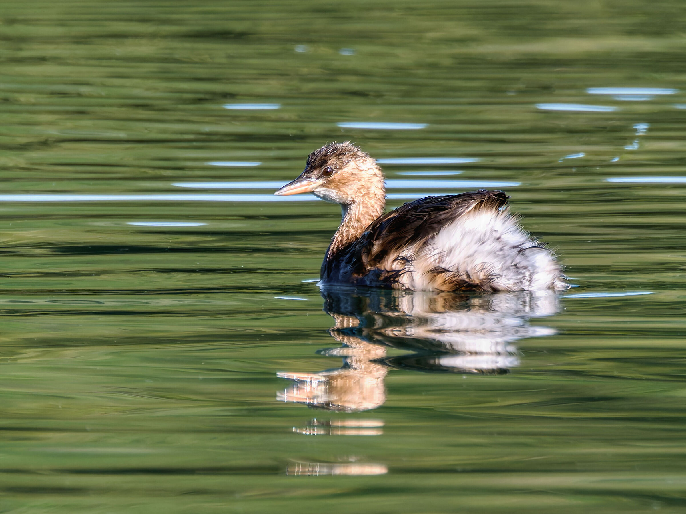 Dabchick