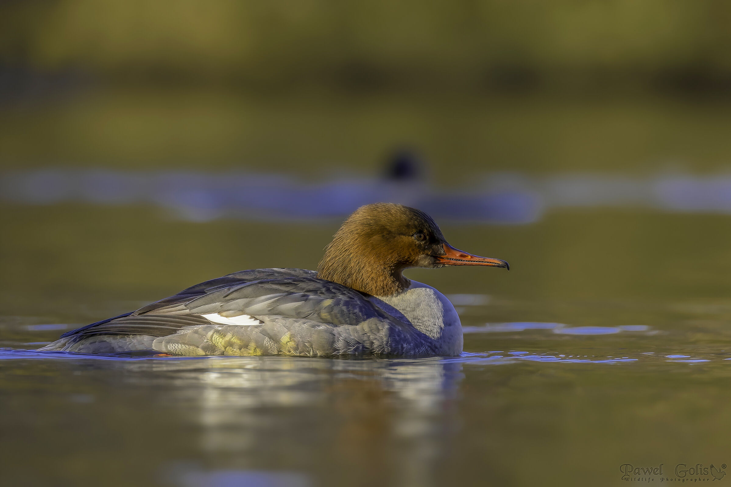 Mergus merganser (Smergo comune)