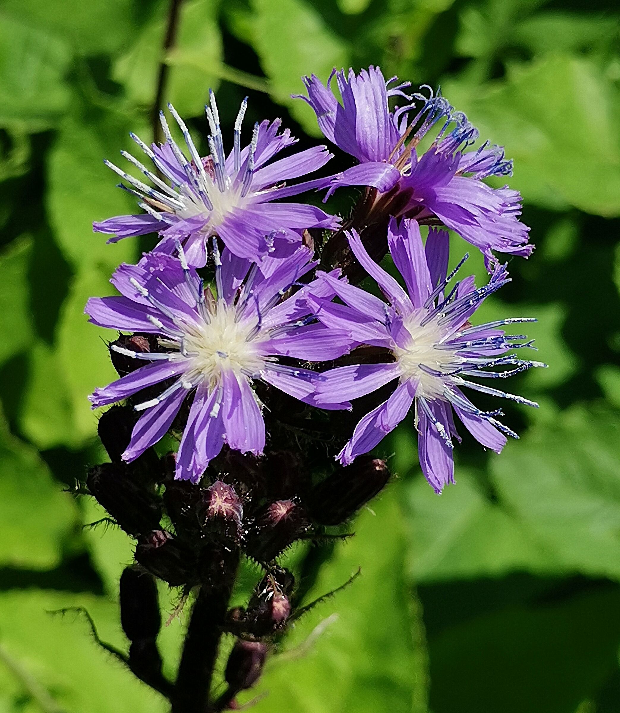 For me TantissimoBella...