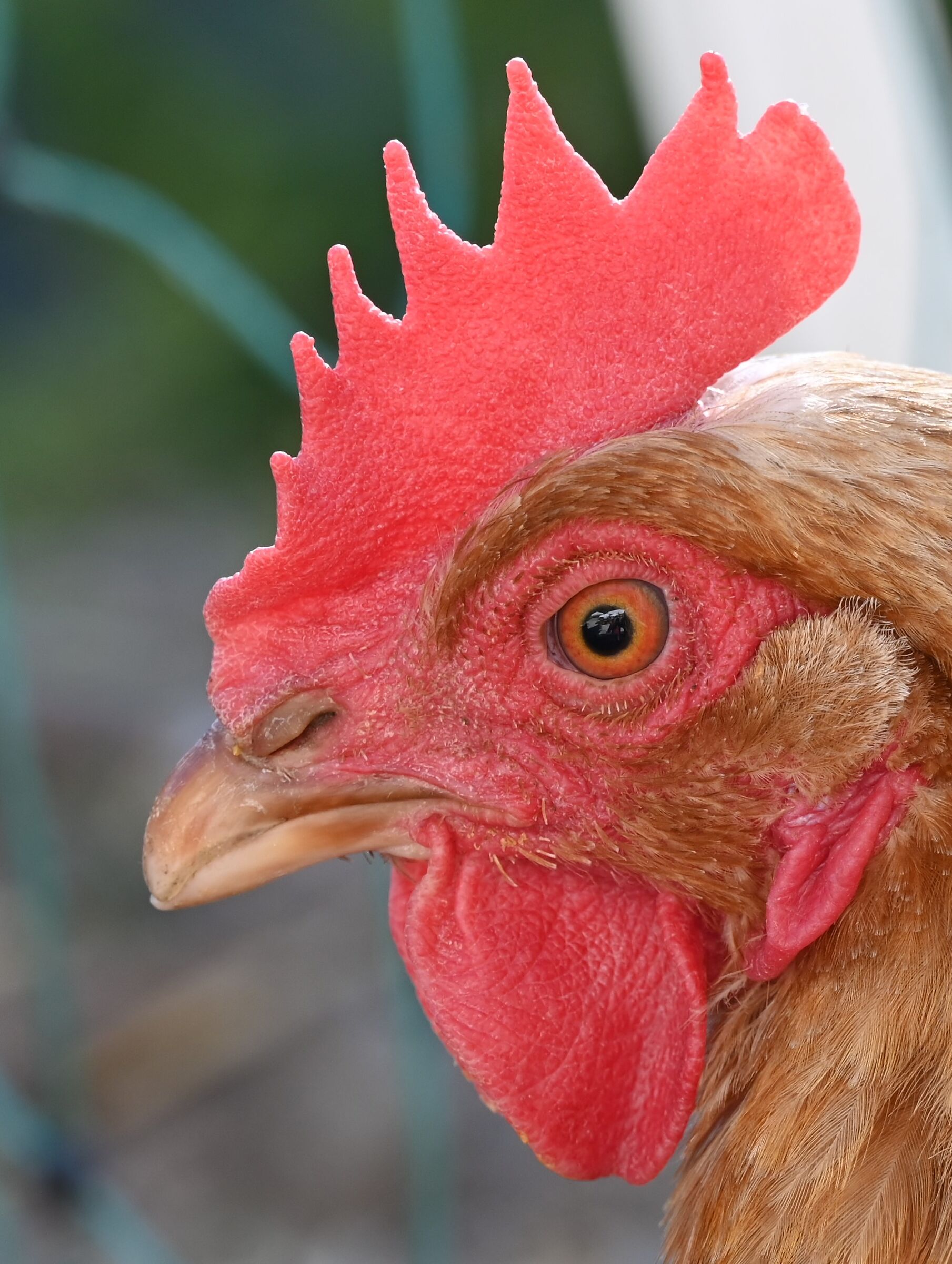 Coco--Coco-Dee........