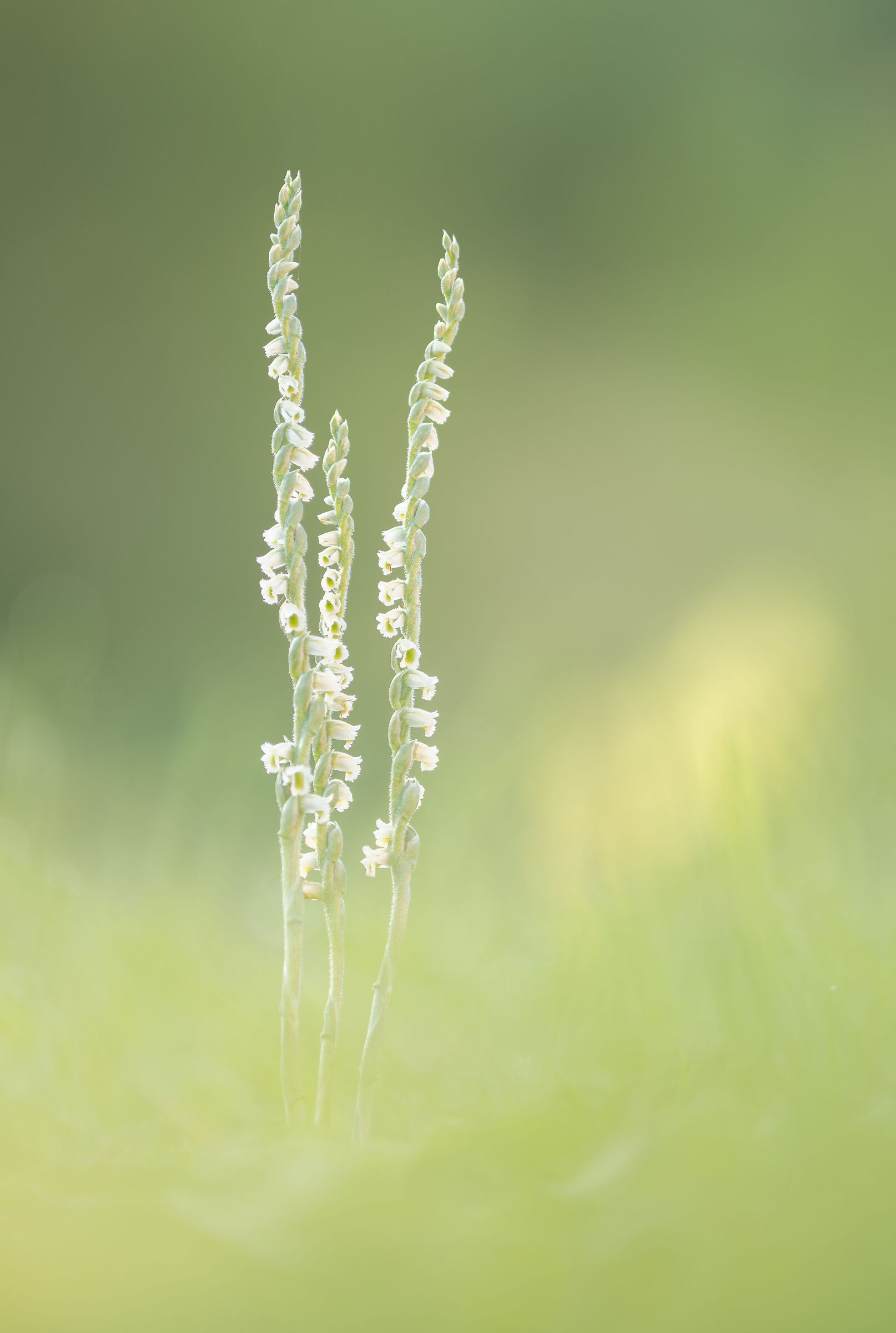 Spiranthes spiralis