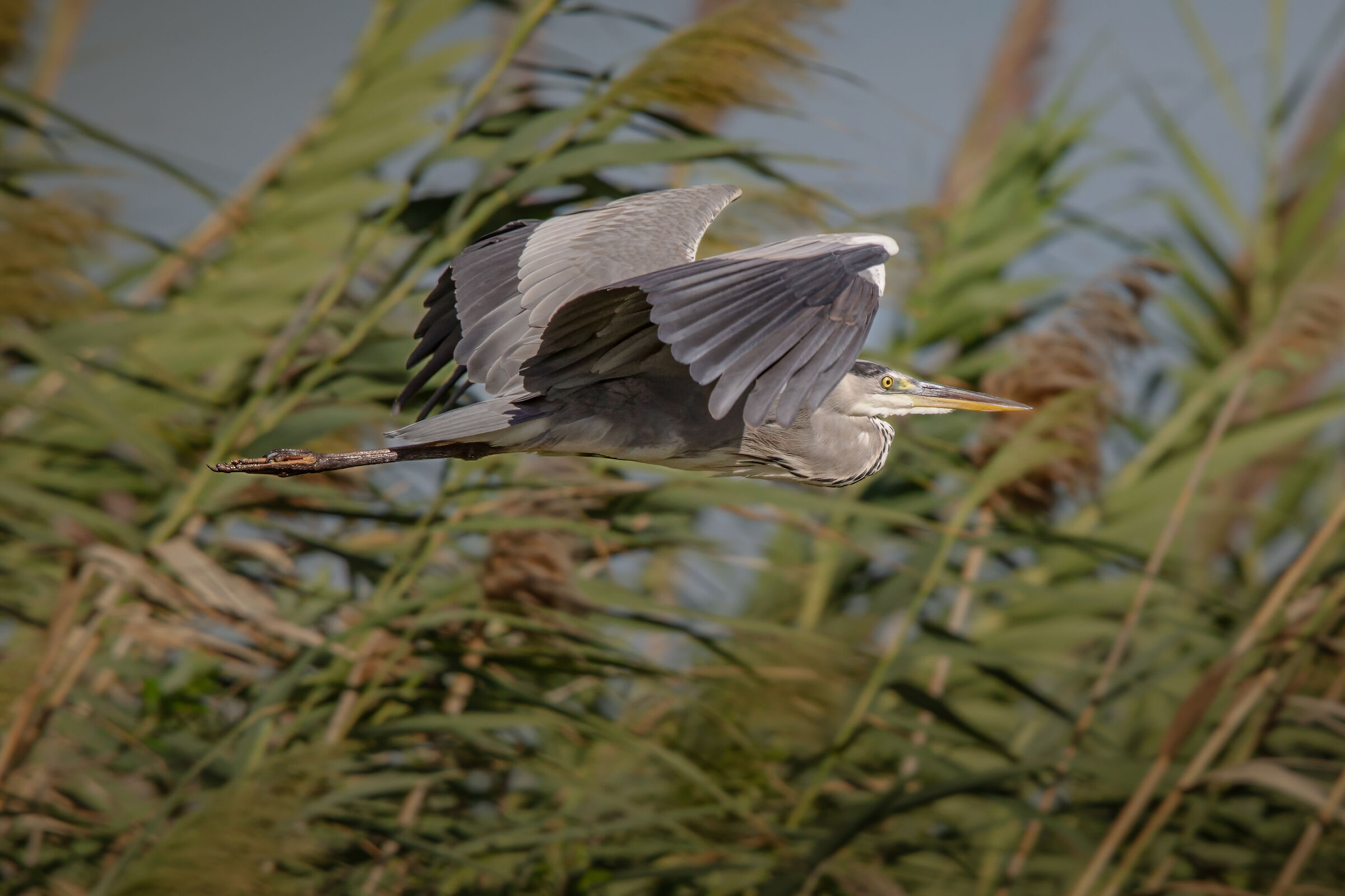 among the reeds