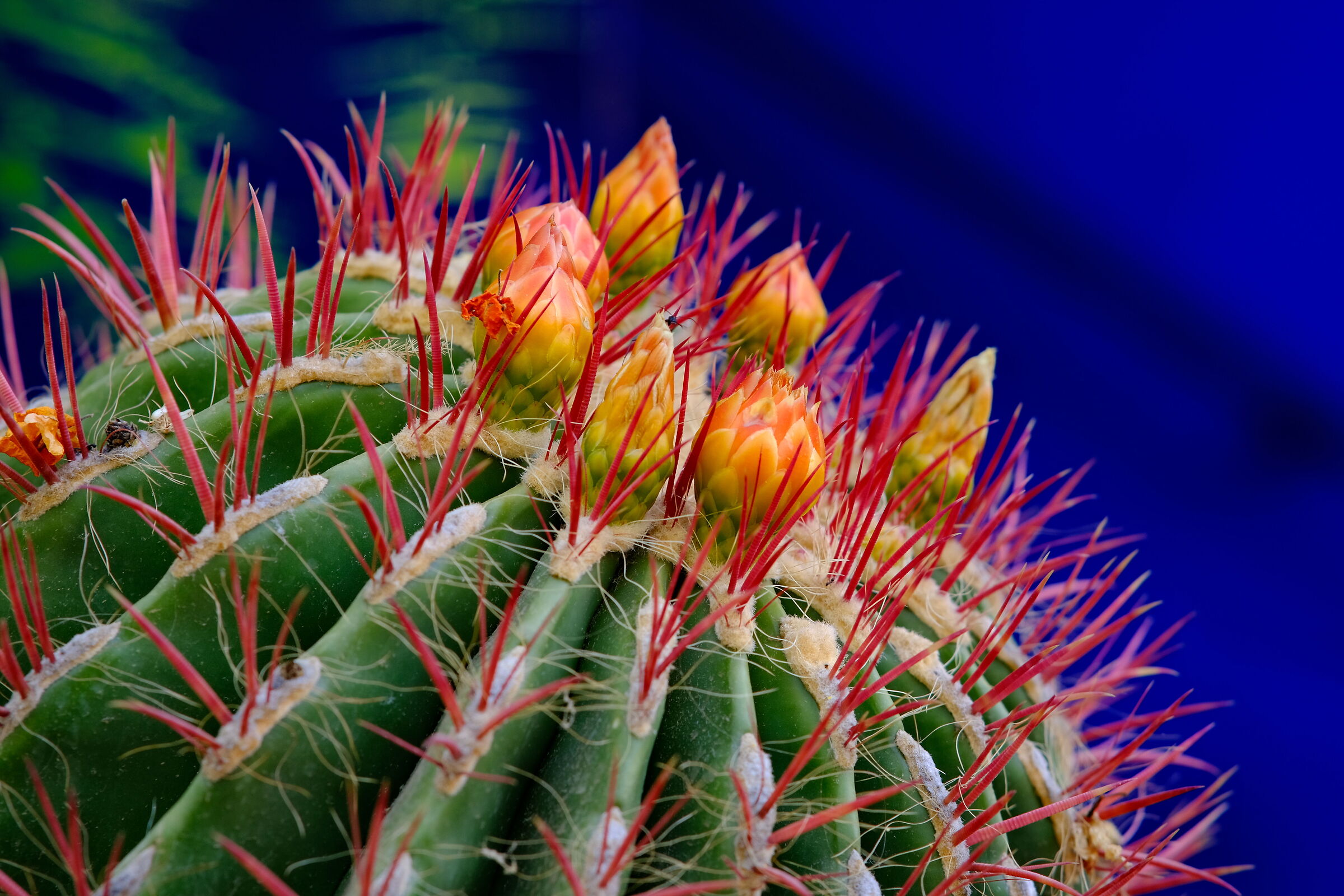 Sprouts - Jardin Majorelle of Marrakech