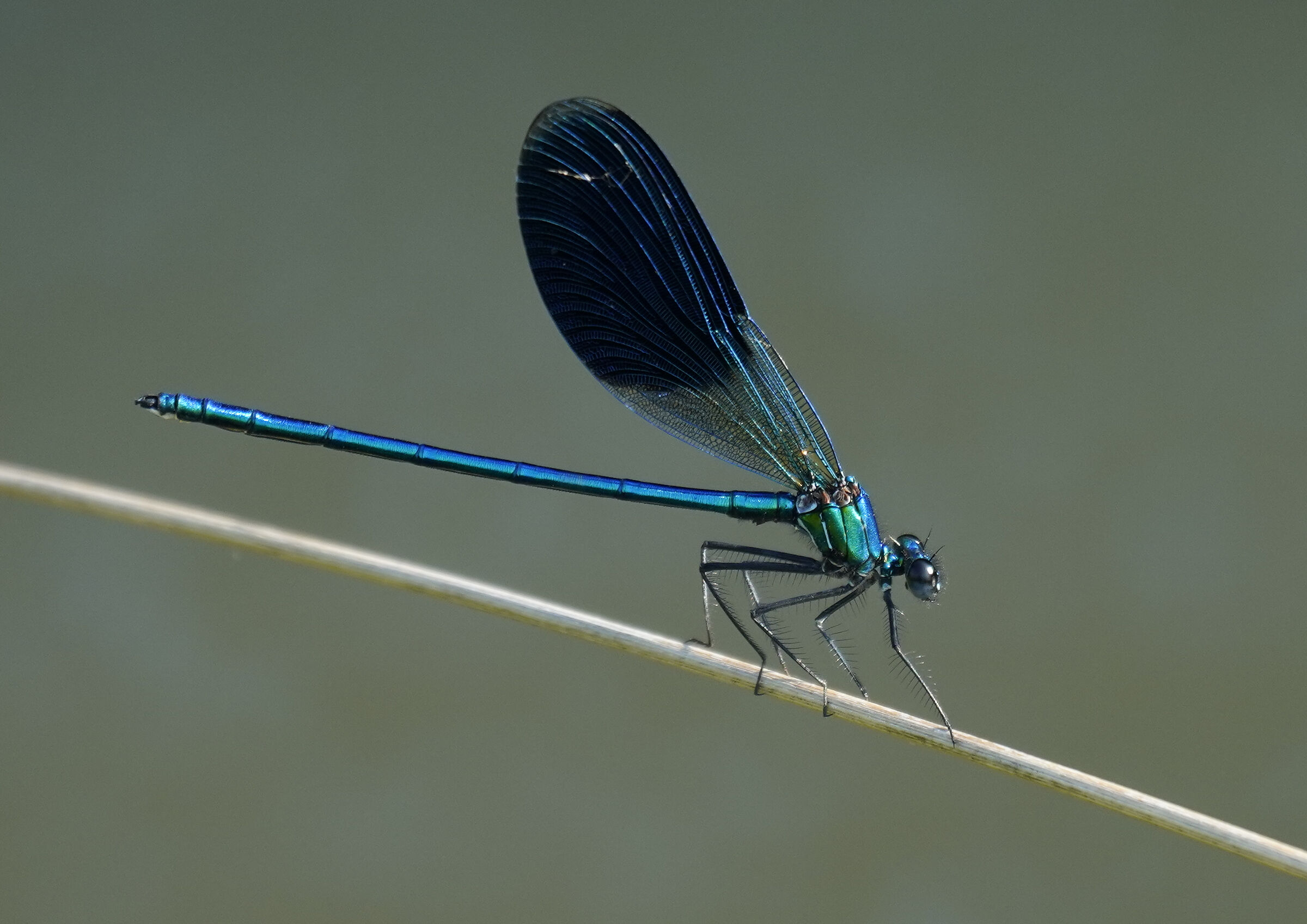 The beautiful Blue