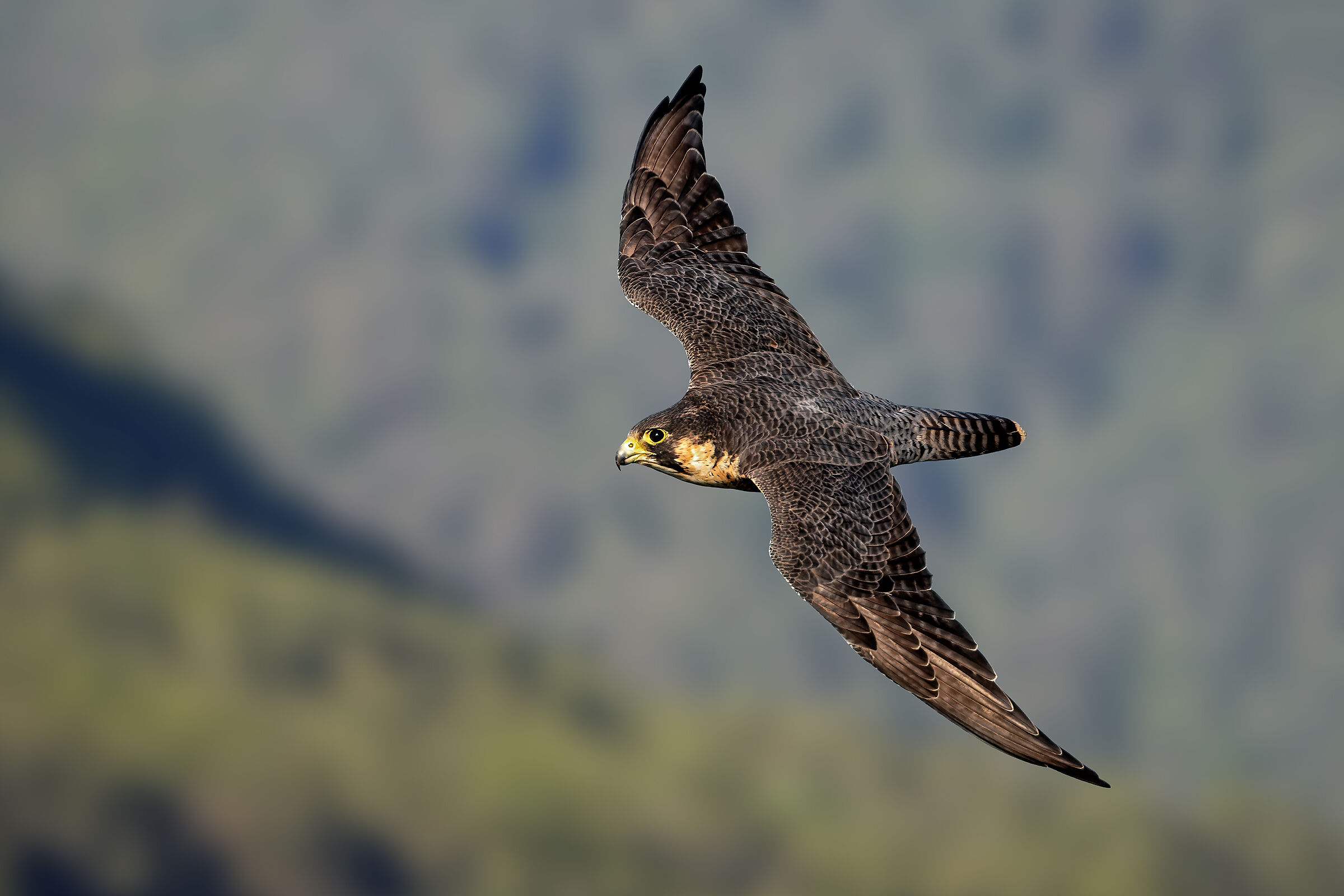 Peregrine