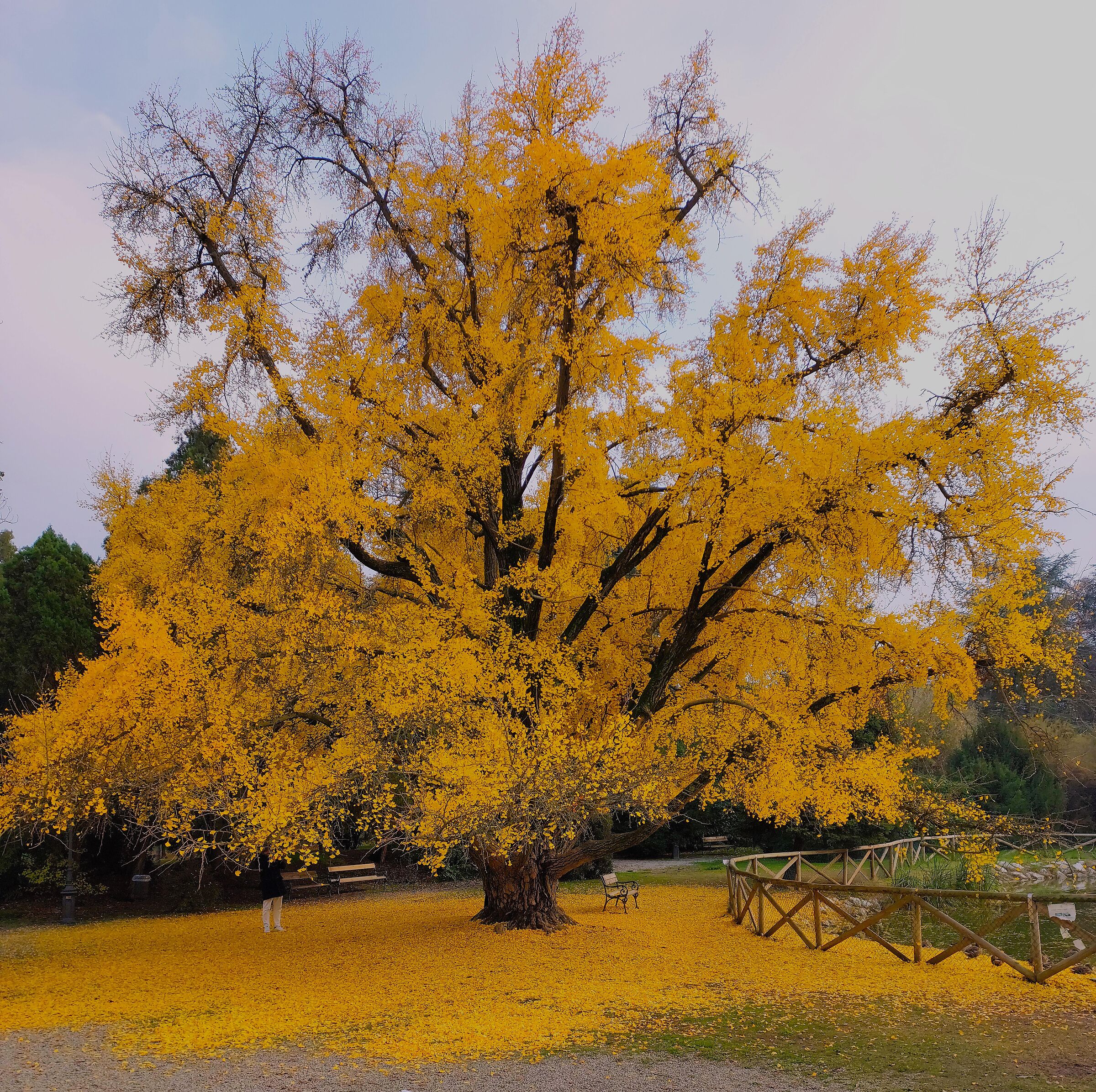 Ginkgo biloba - Villa Gandini Park, Formigine (MO)