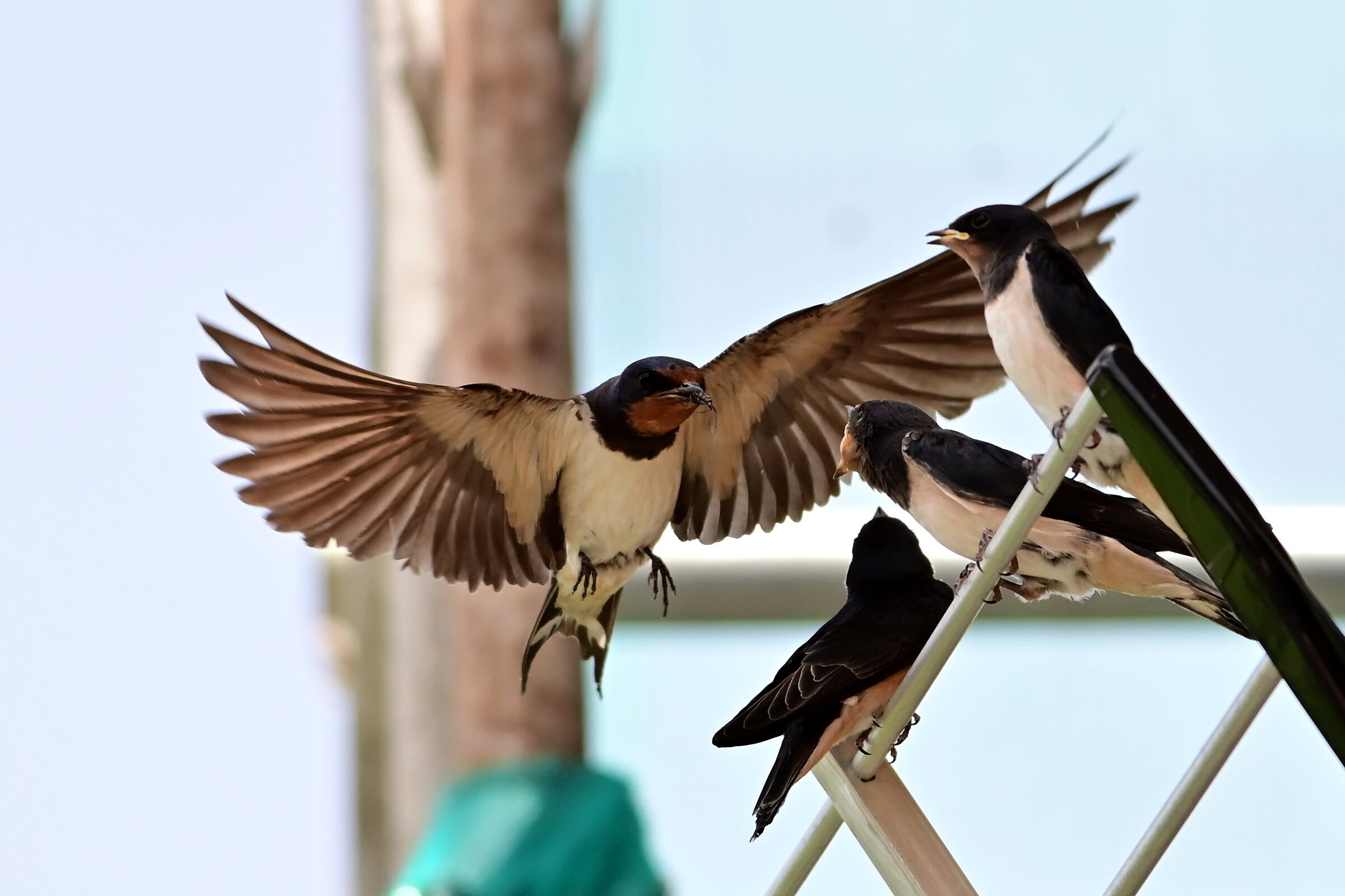 Il pranzo è servito