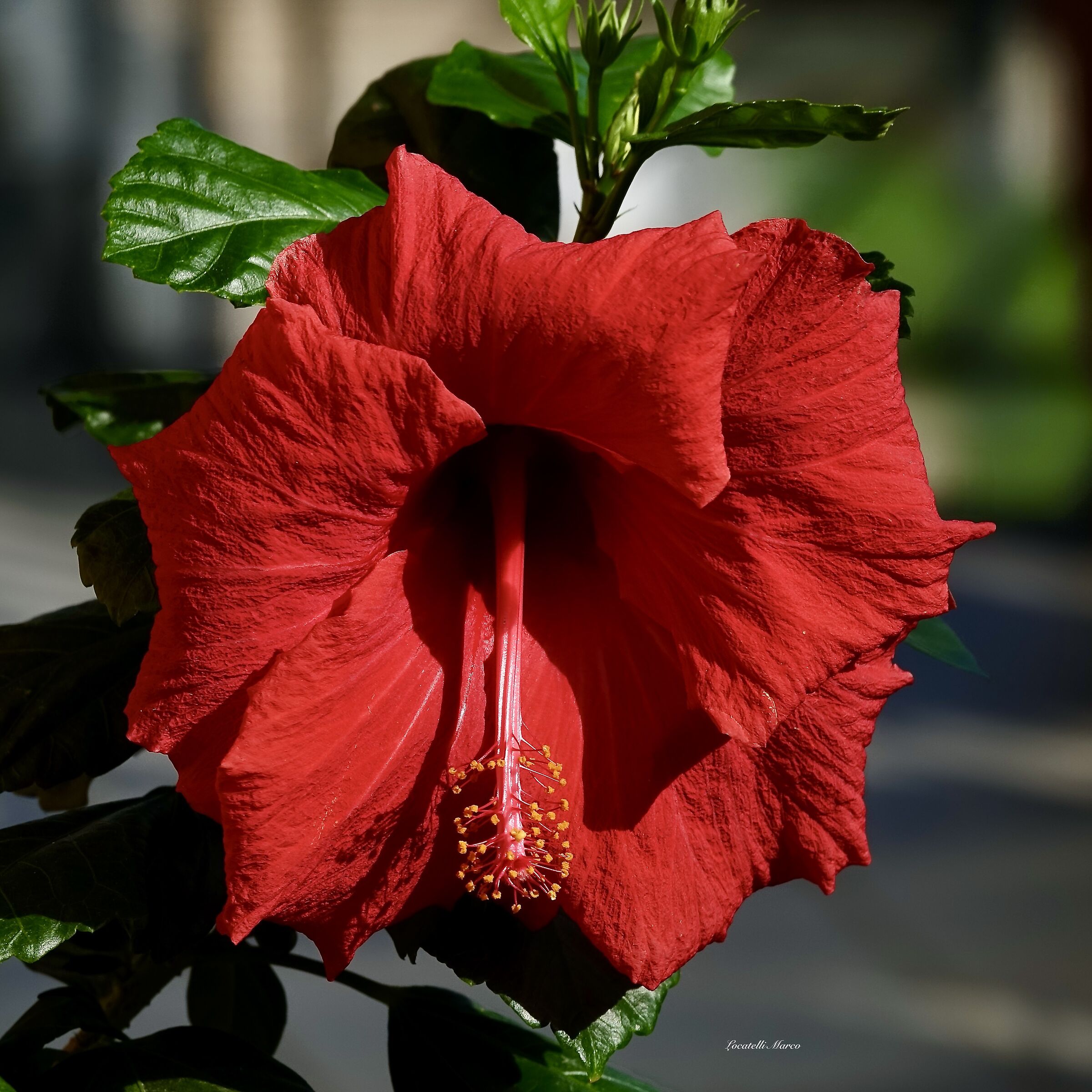 Hibiscus
