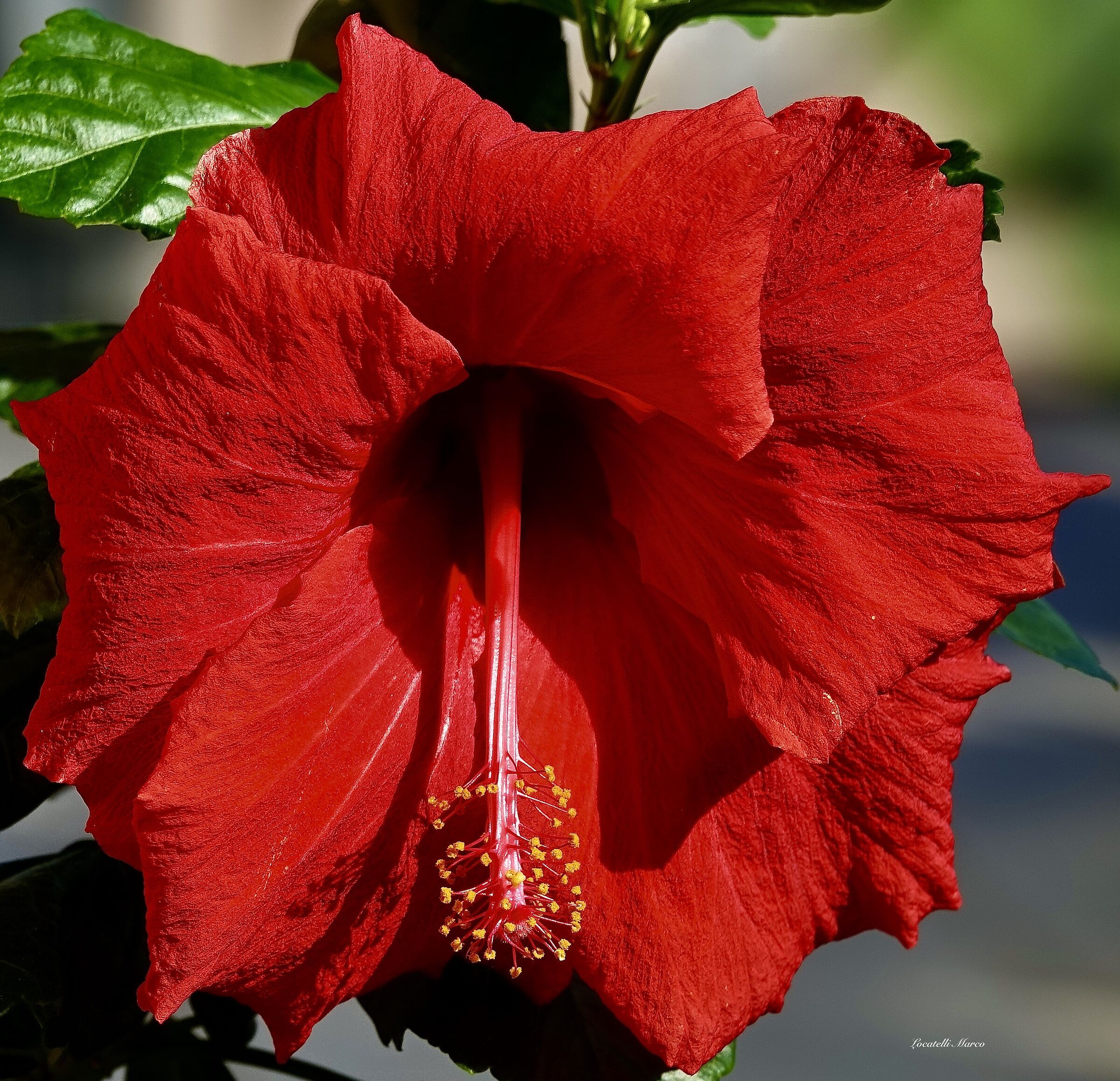 Hibiscus