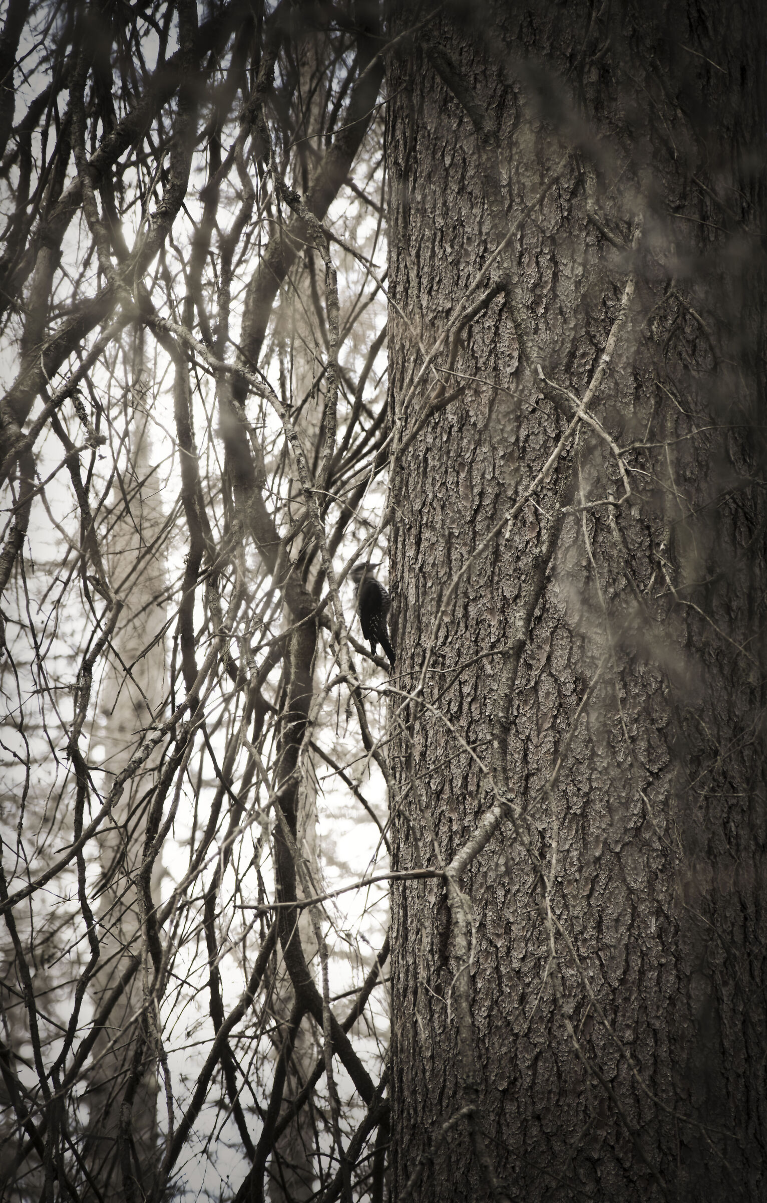 picchio tridattilo in azione