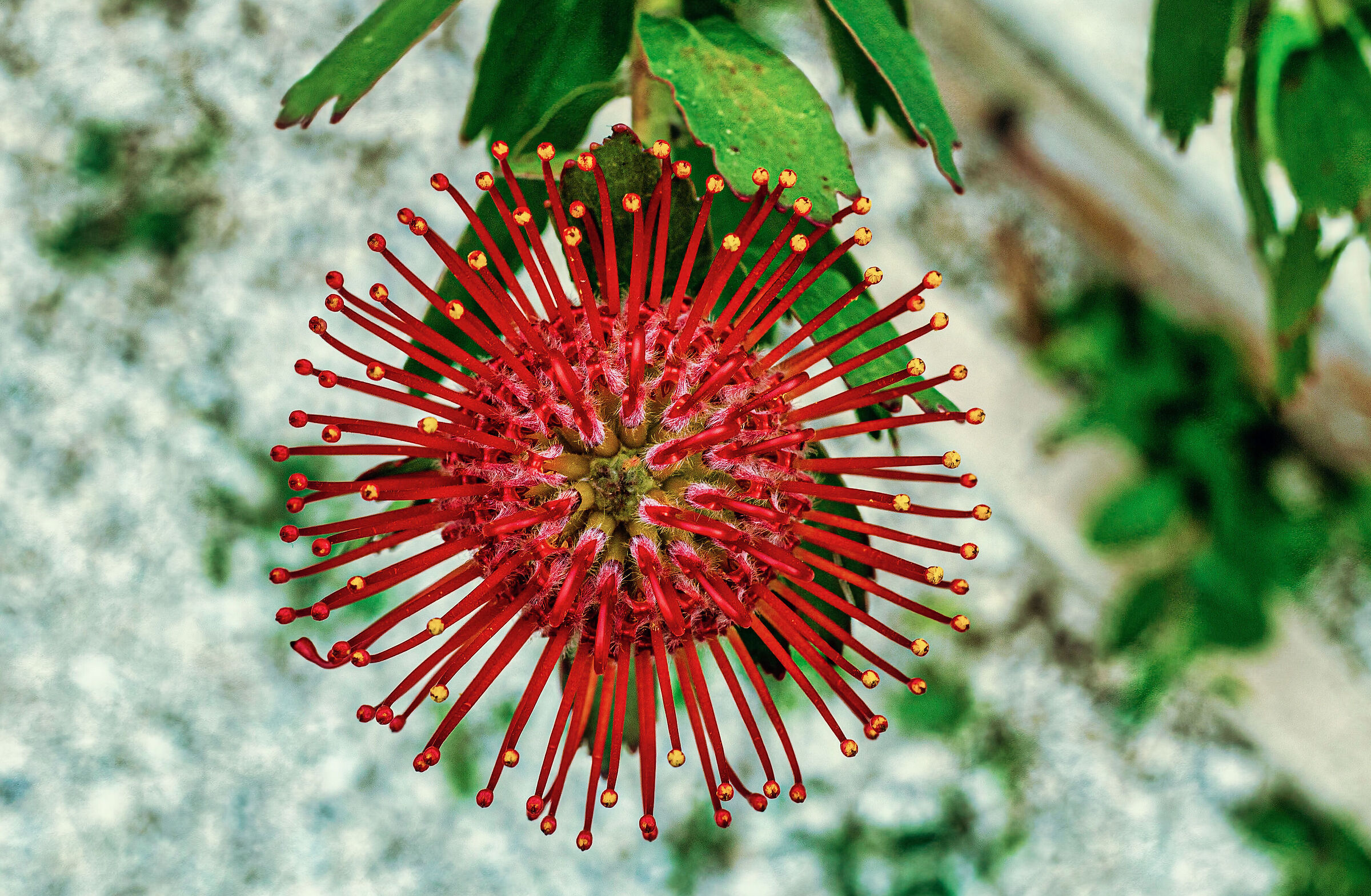 Leucospermum cordifolium