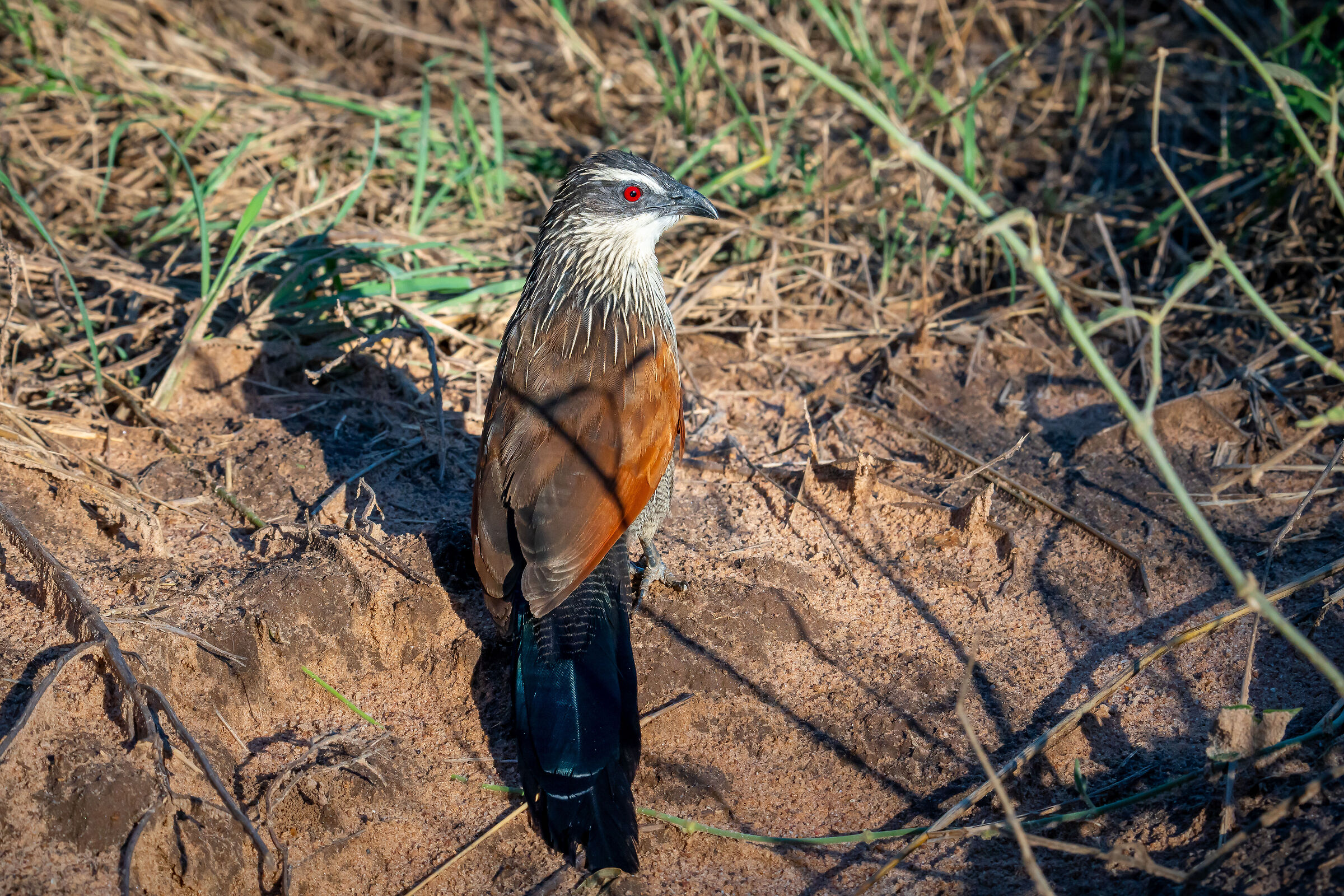 Cuculo fagiano dai soppraccigli bianchi