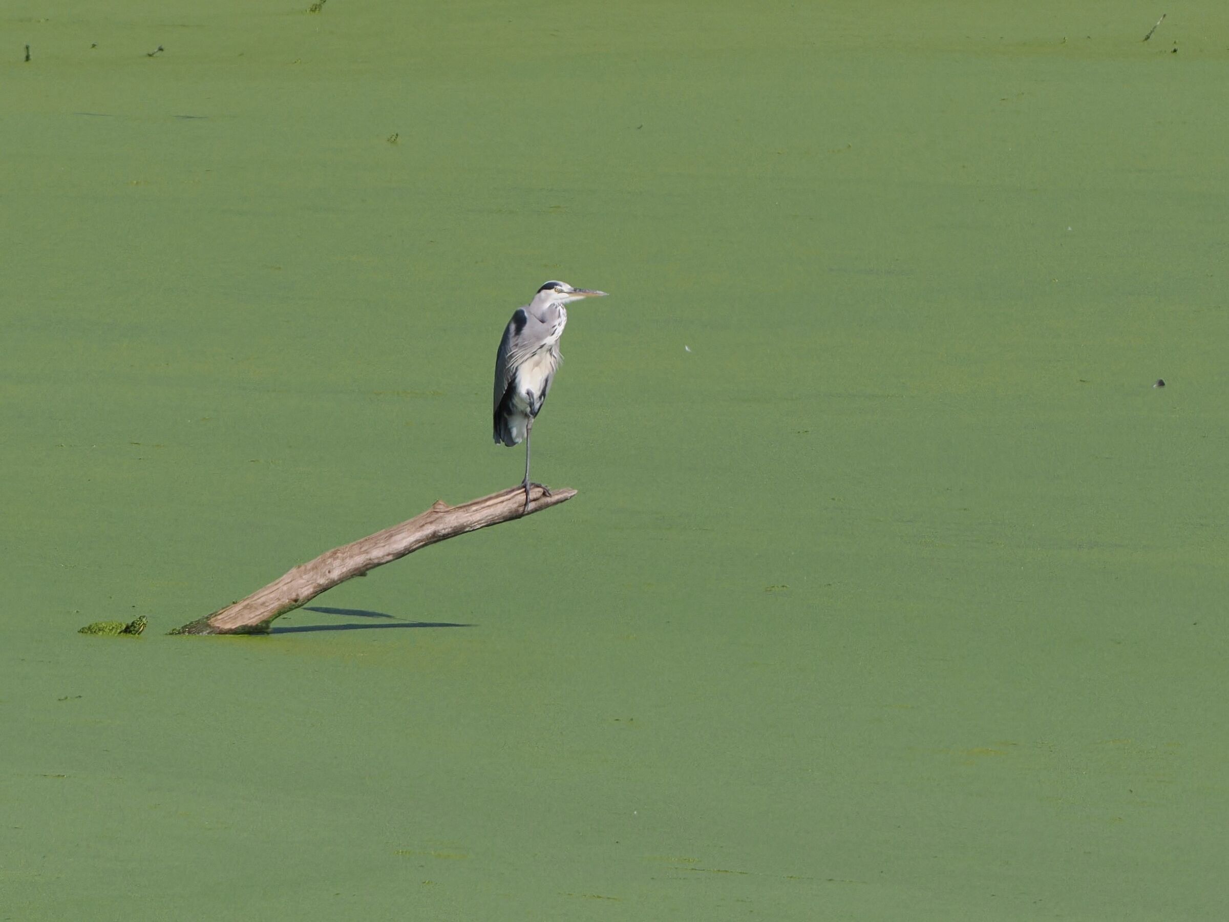 Waiting for the prey