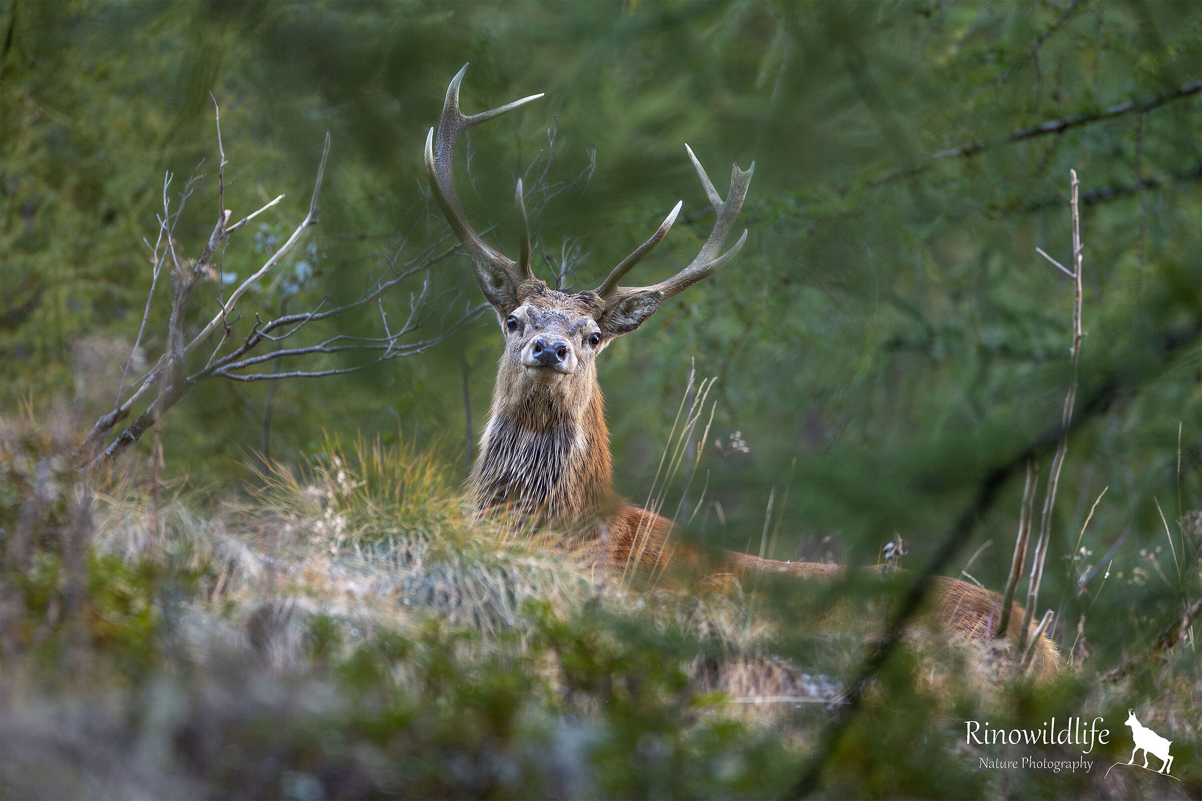 The spirit of the forests