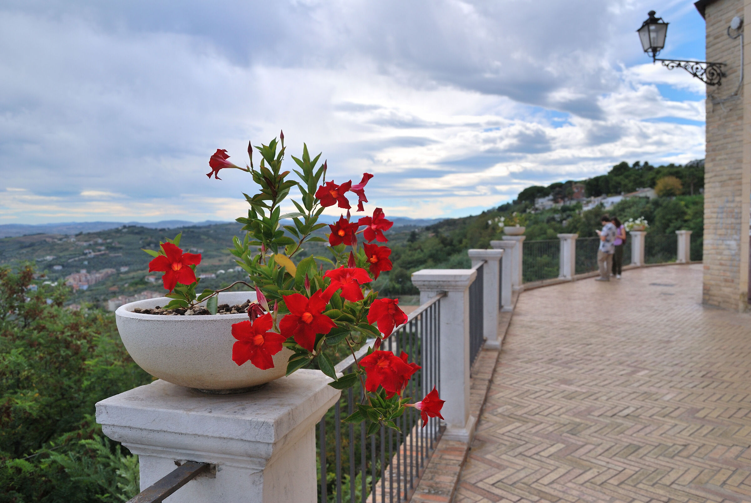 Fiori Vermigli