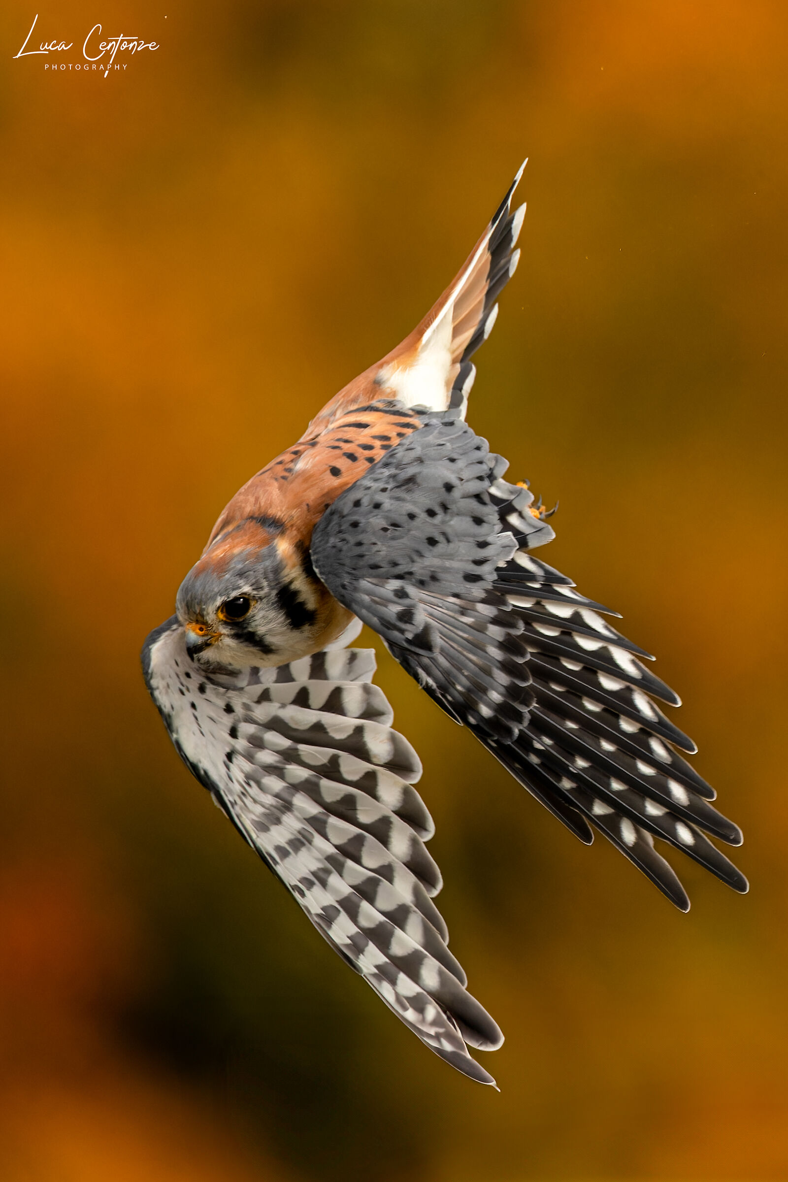 American Kestrel (Falco sparverius)