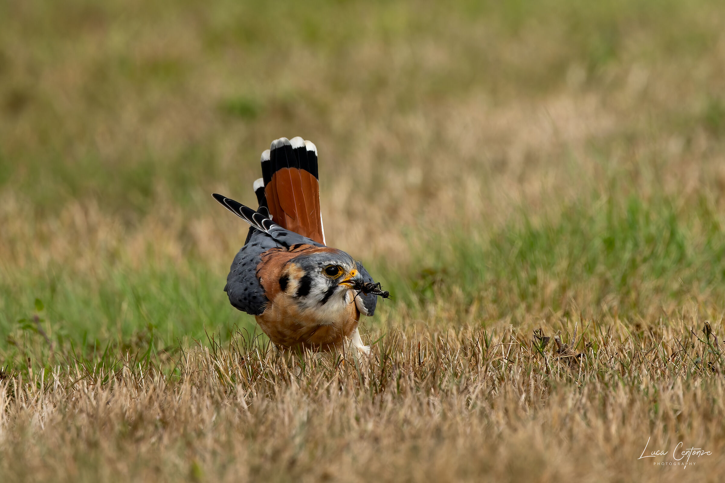 American Kestrel (Falco sparverius)