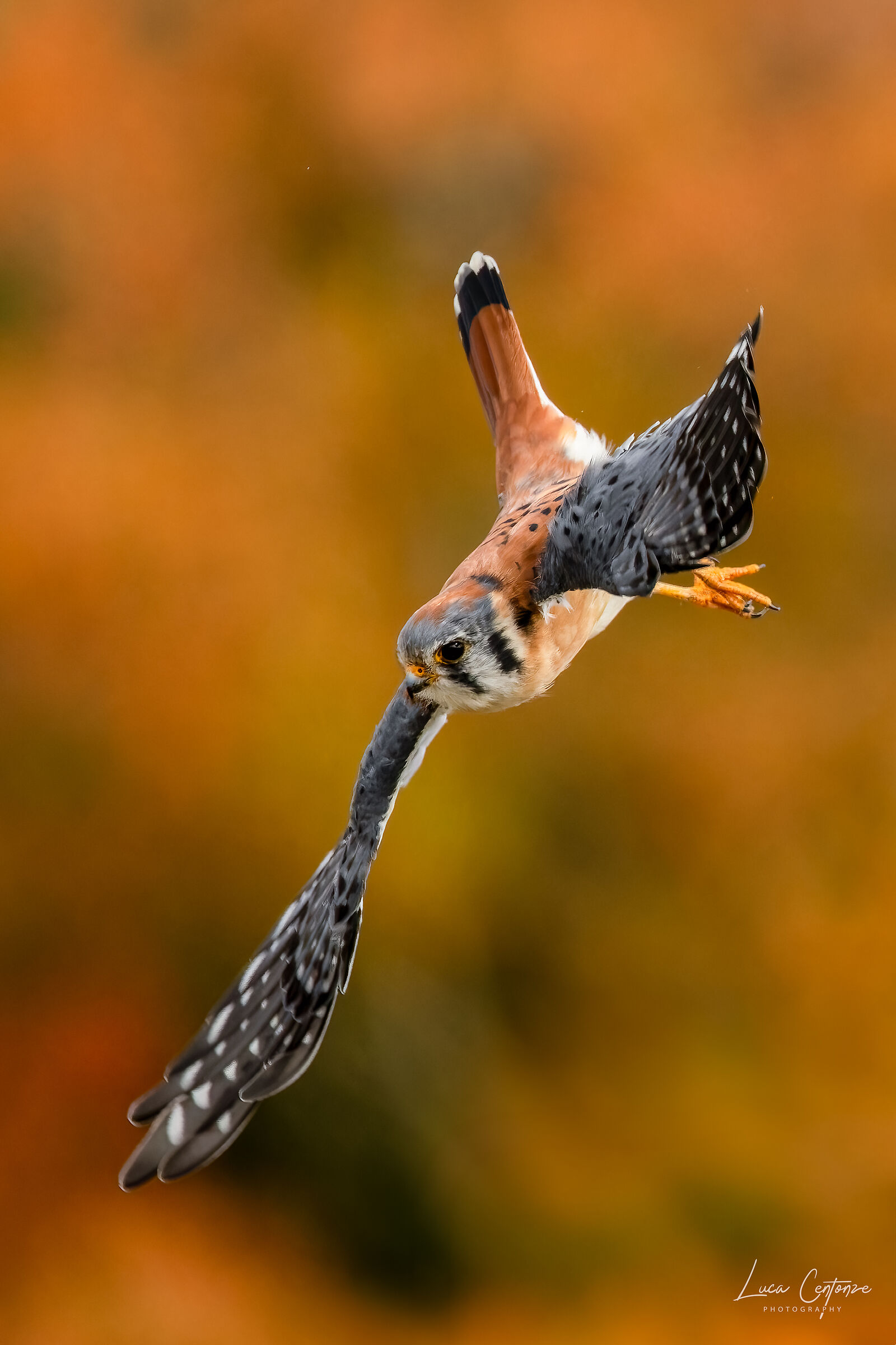 American Kestrel (Falco sparverius)