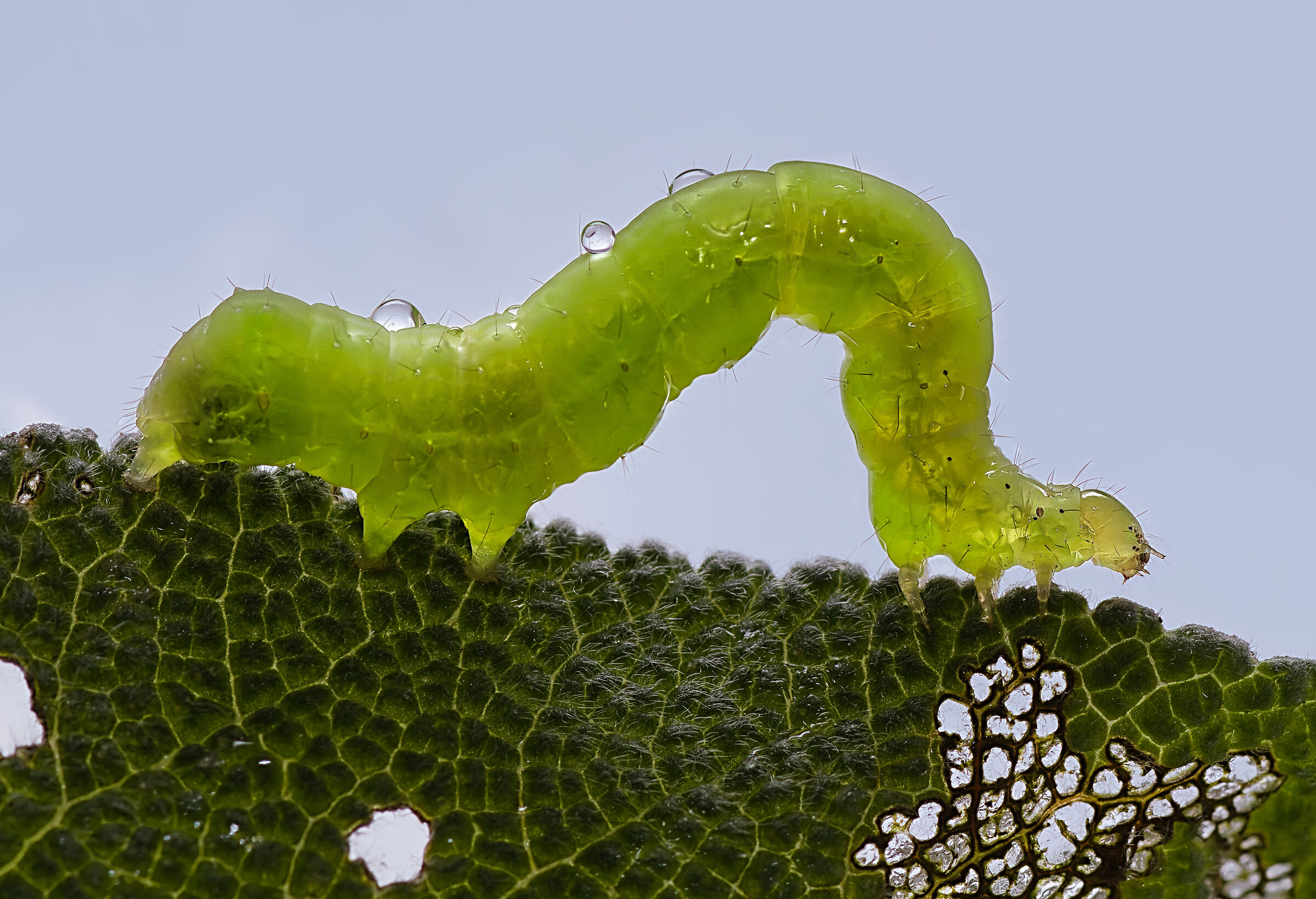Green Caterpillar
