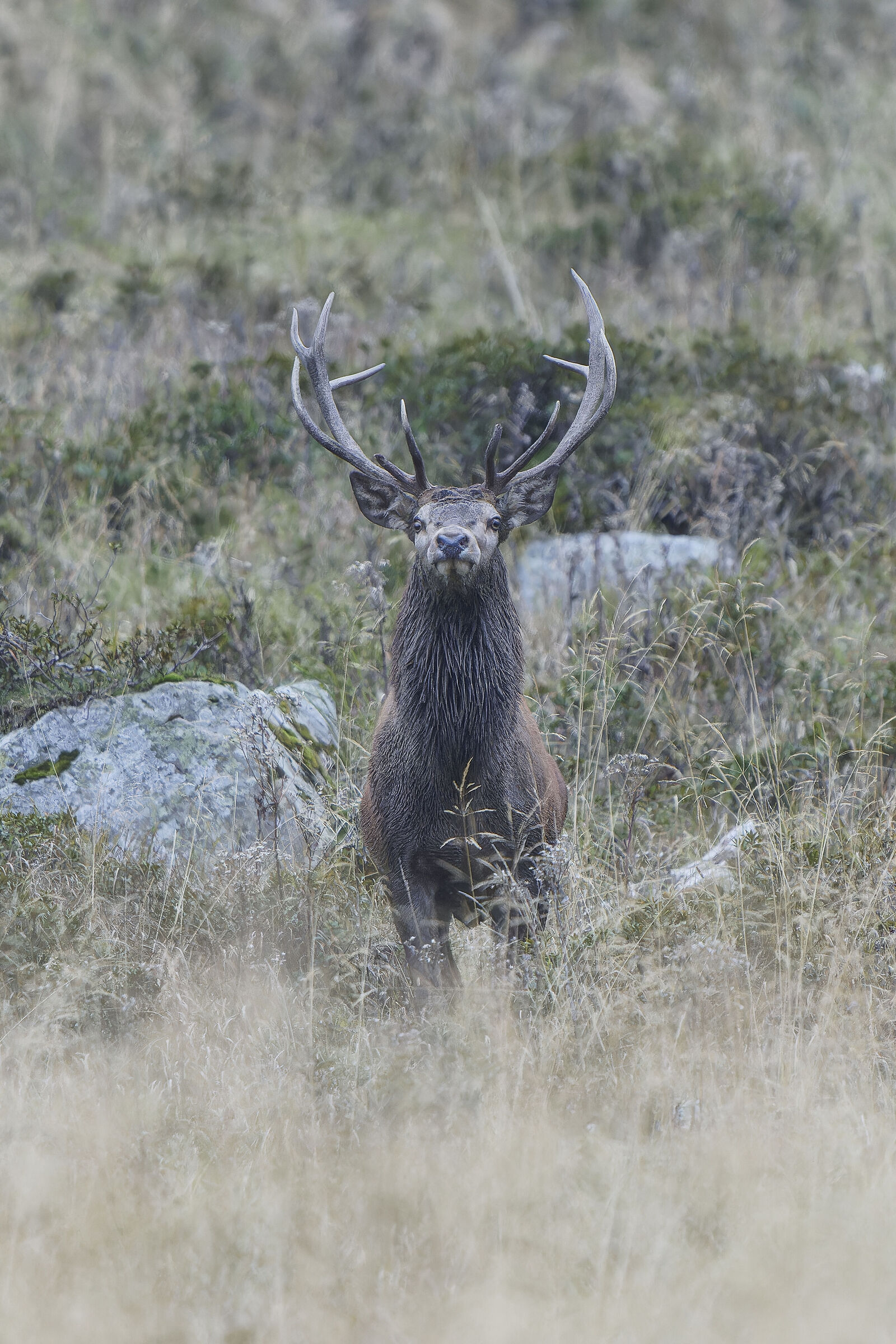 Deer