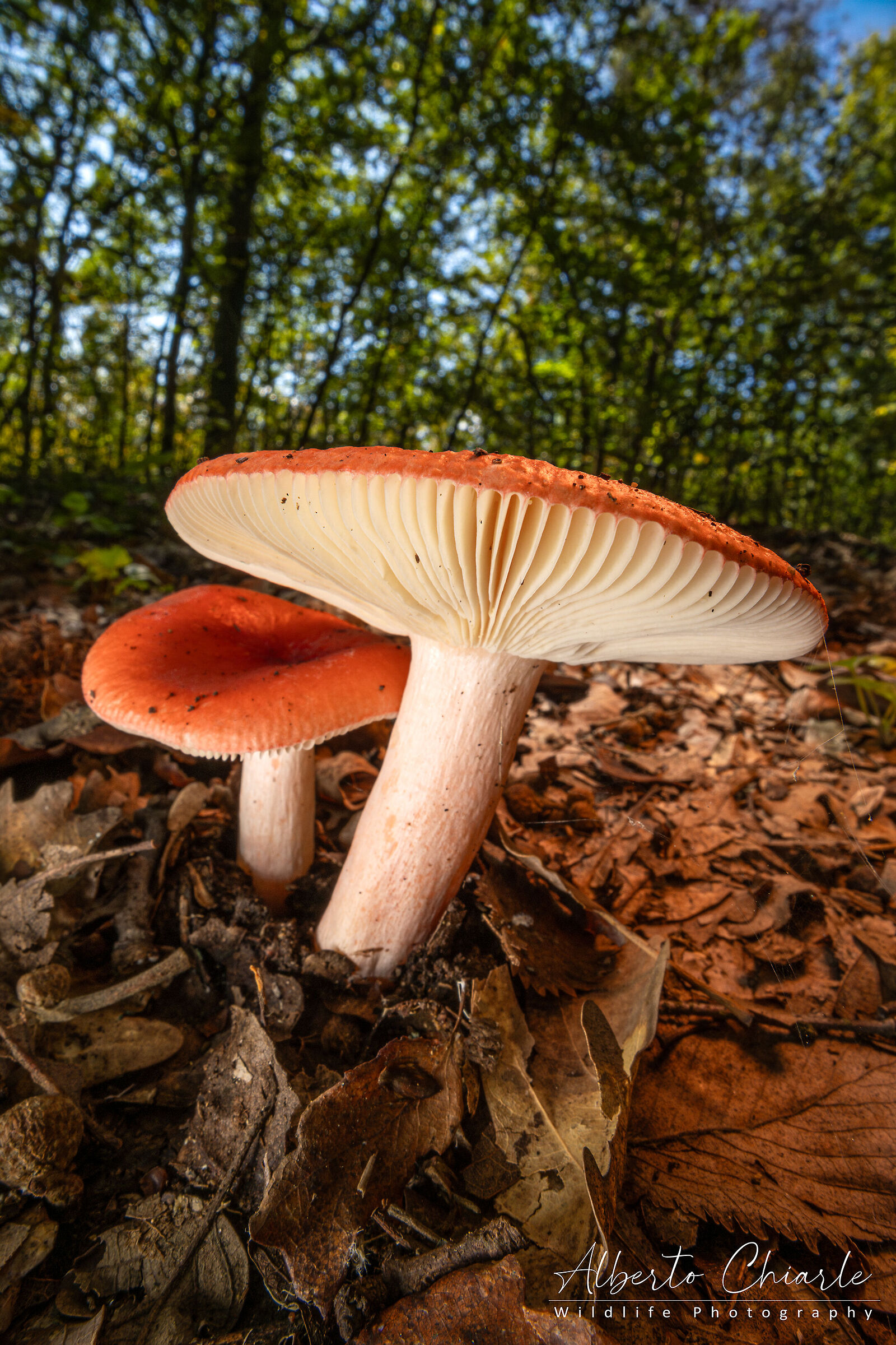 Russula sp. z o.o.