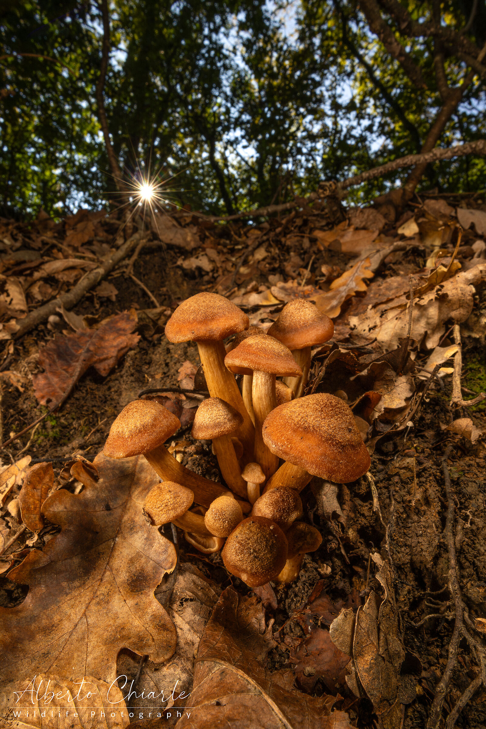Armillaria sp.