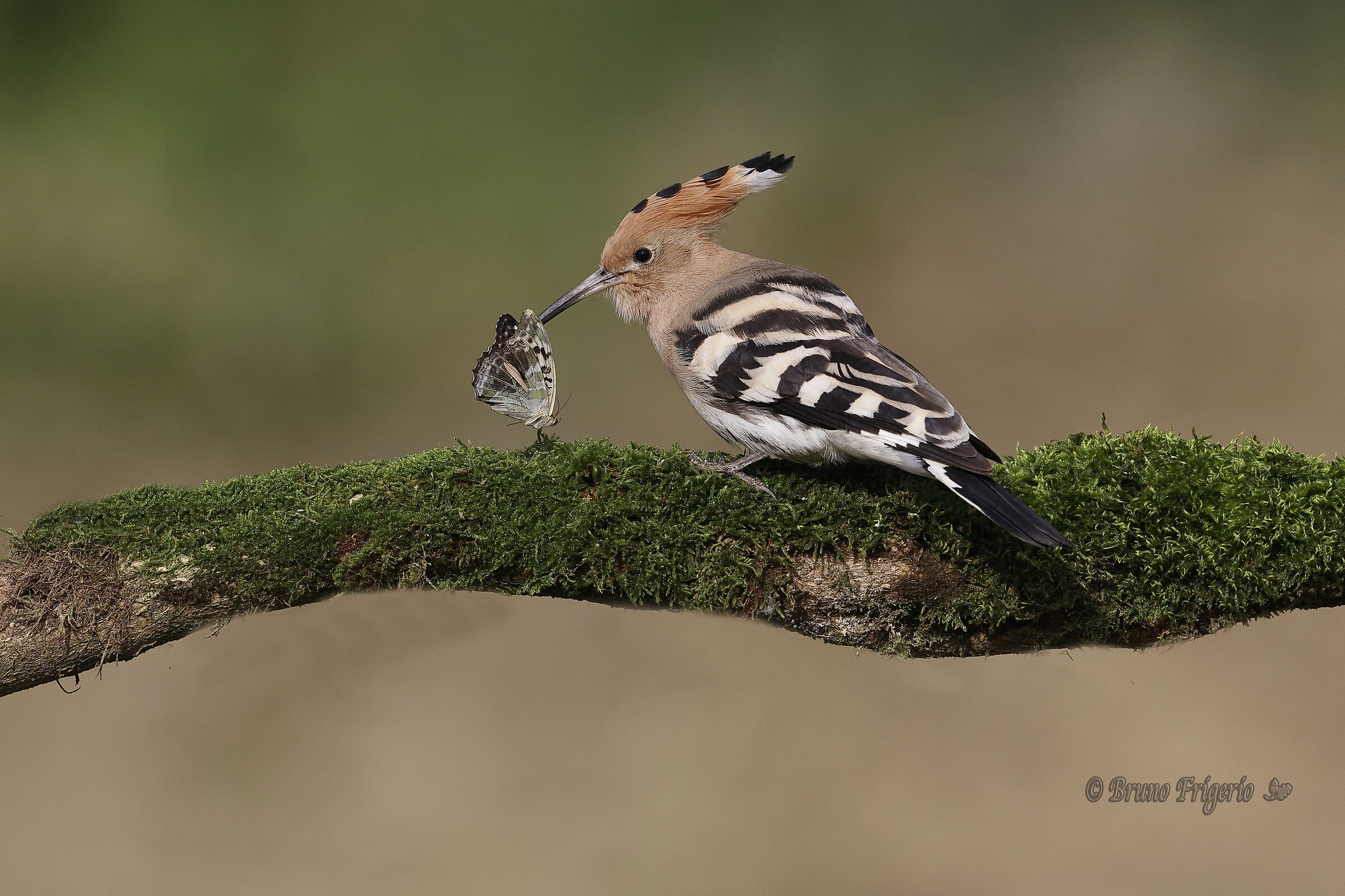 HOOPOE WITH BUTTERFLY
