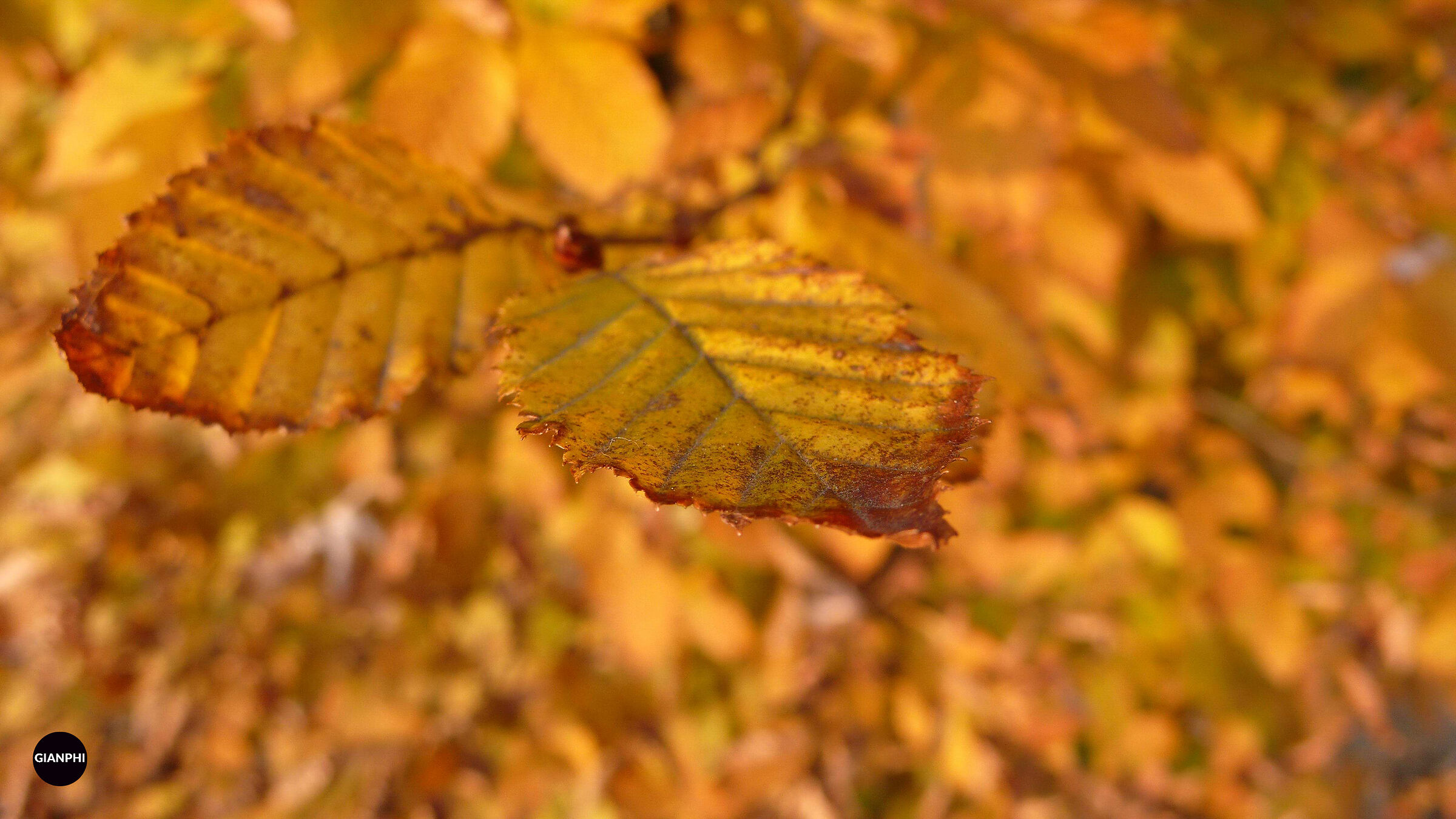 Autumn